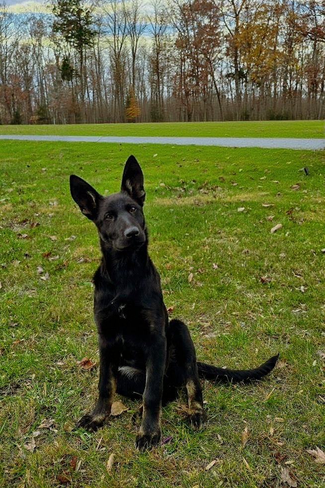 Crystal's Photo Studio's image