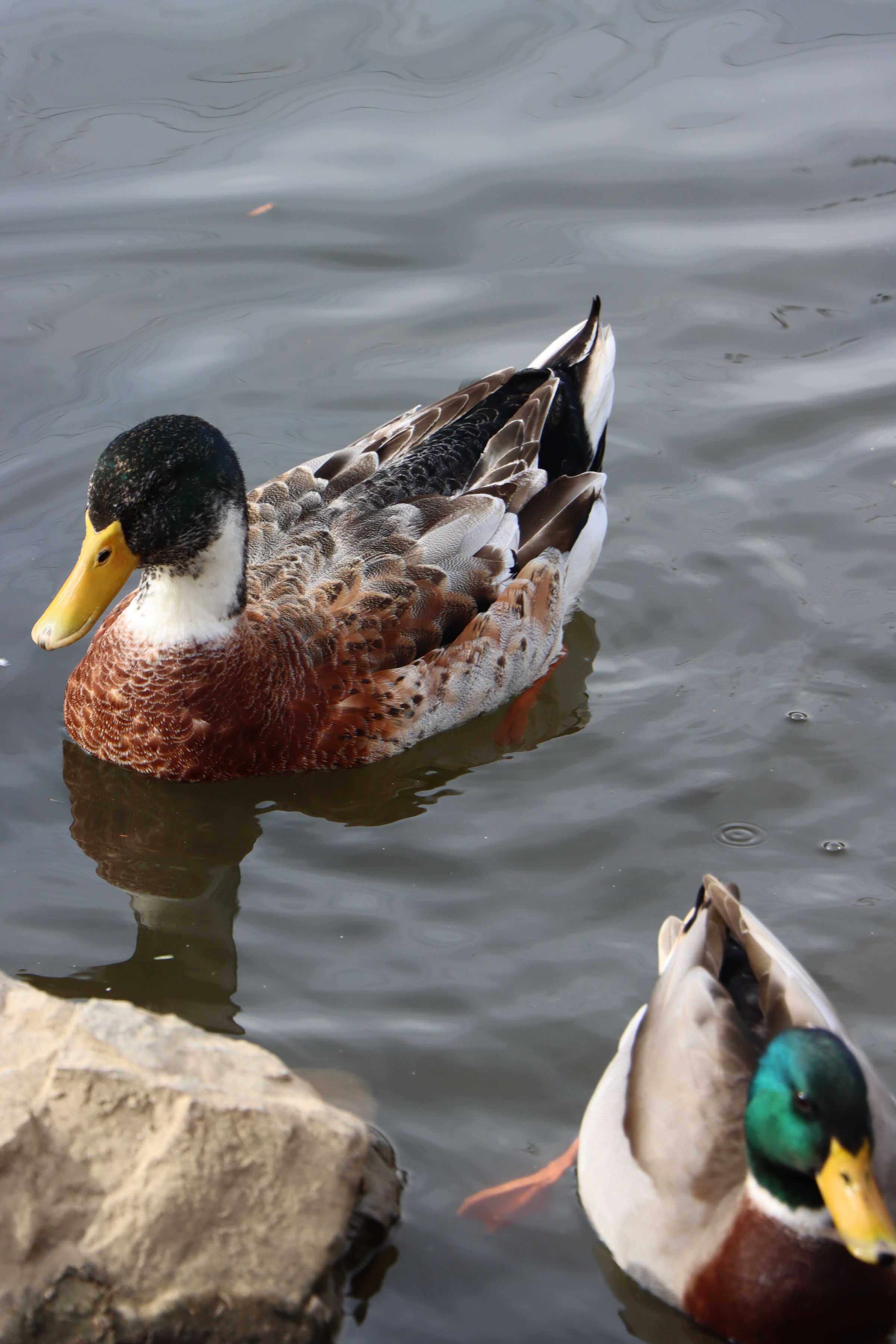 Crystal's Photo Studio's image