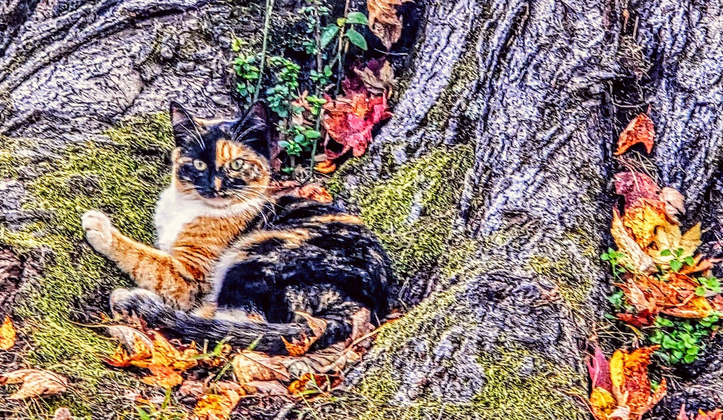 Crystal's Photo Studio's image