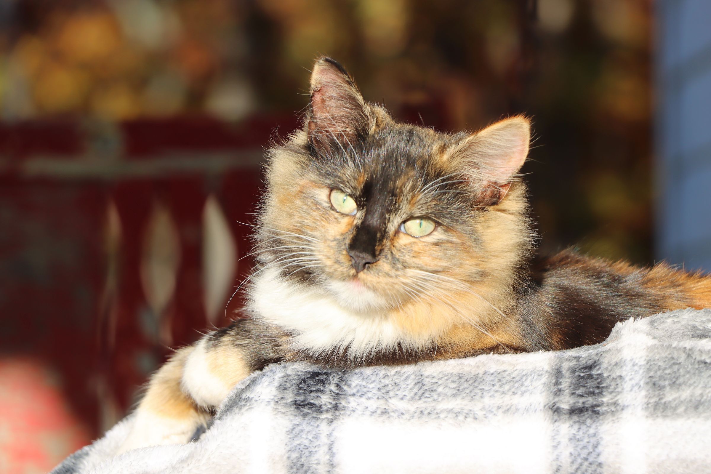 Crystal's Photo Studio's image