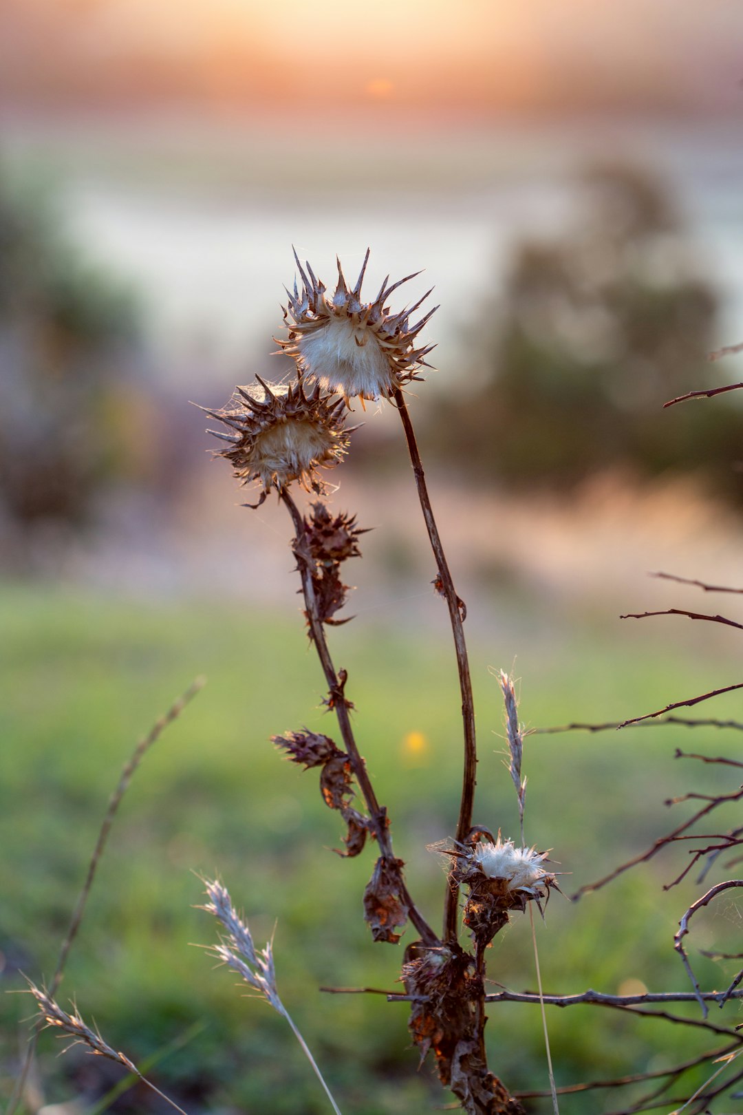 Streamline Shine | Lawn Care, Hedging & Gardening 's image