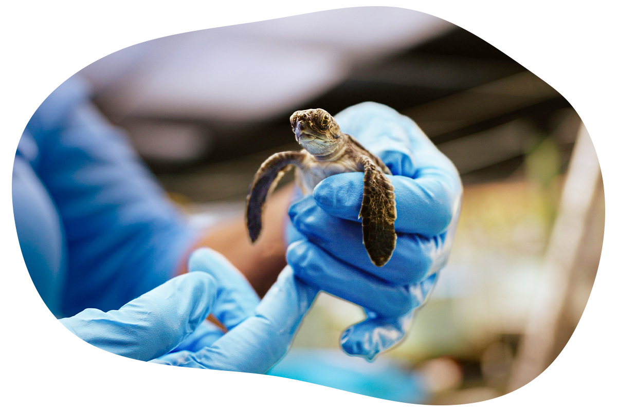 Pacific Jiu-Jitsu UNION's image