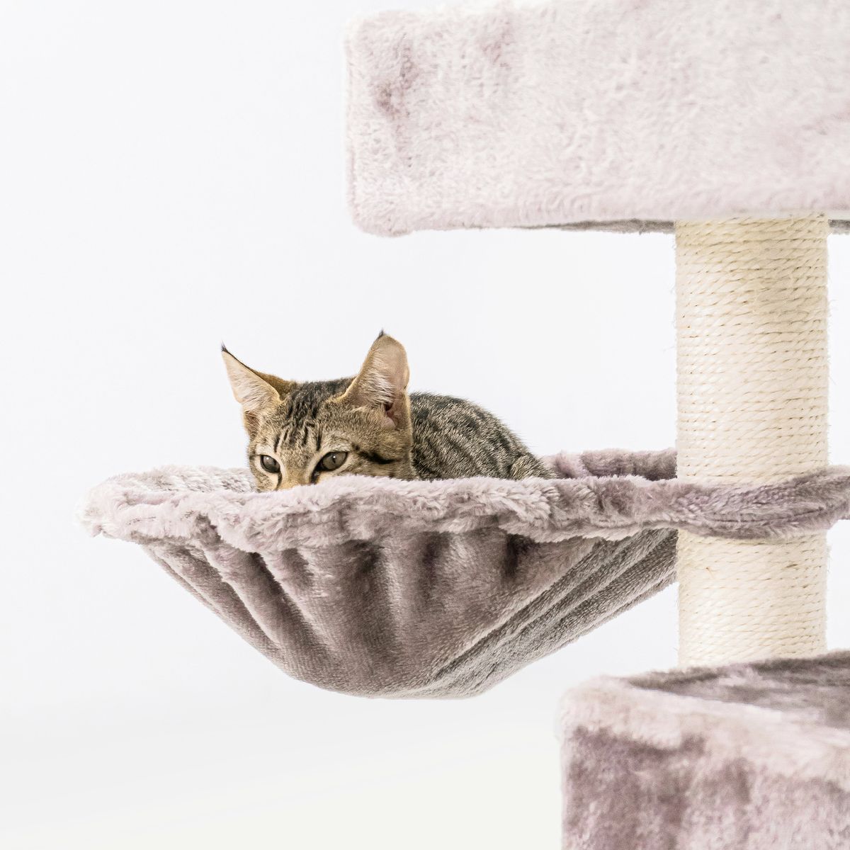 Premium Pet Products for Furry Friends's image