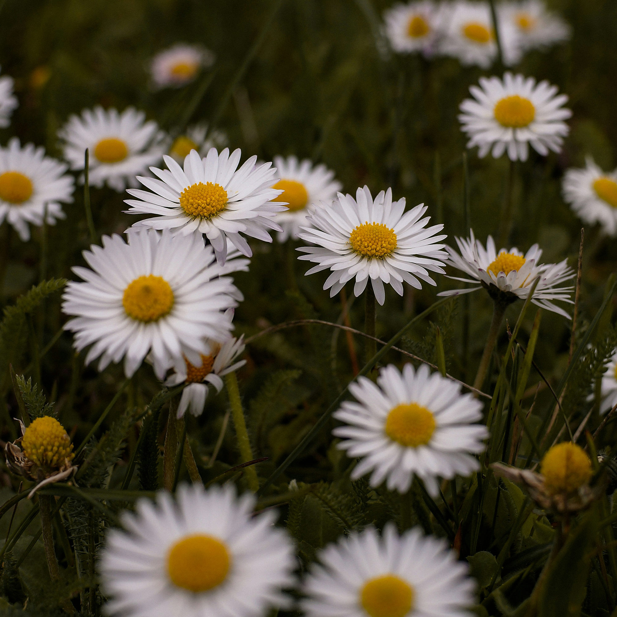 Isle of Bloom Florist Ungasan's image