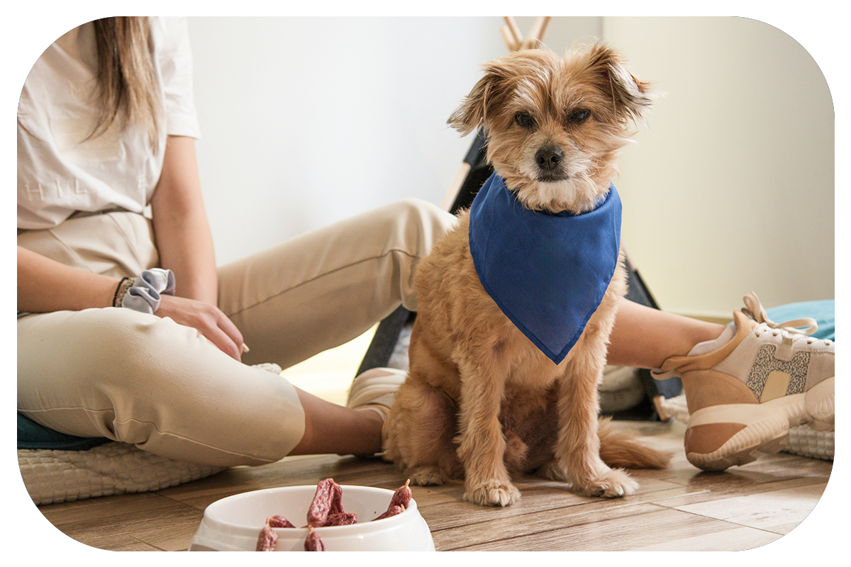 REYLA'S PETCARE's image