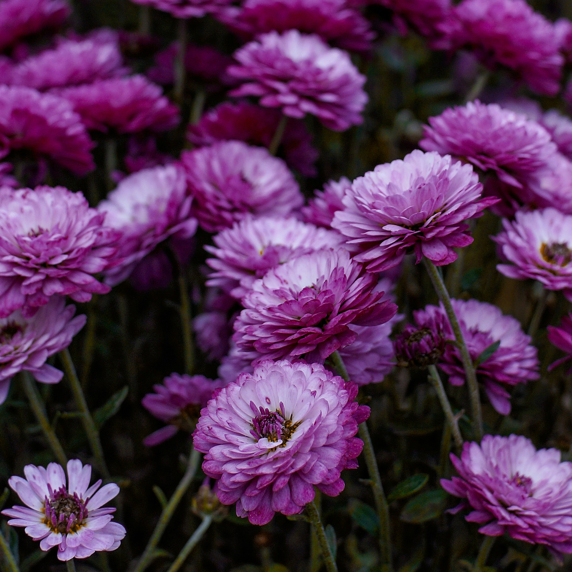 Isle of Bloom Florist Ungasan's image