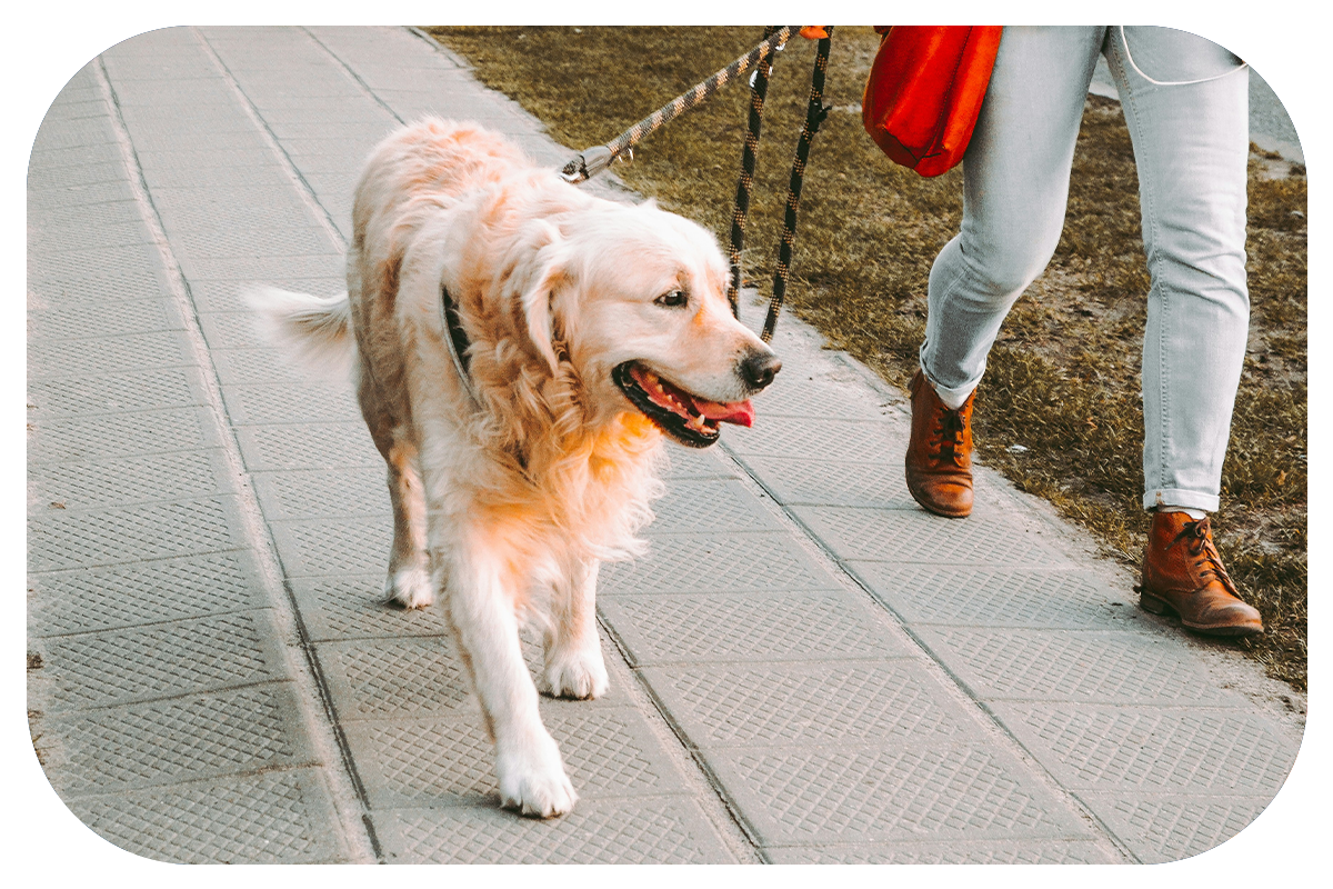 REYLA'S PETCARE's image