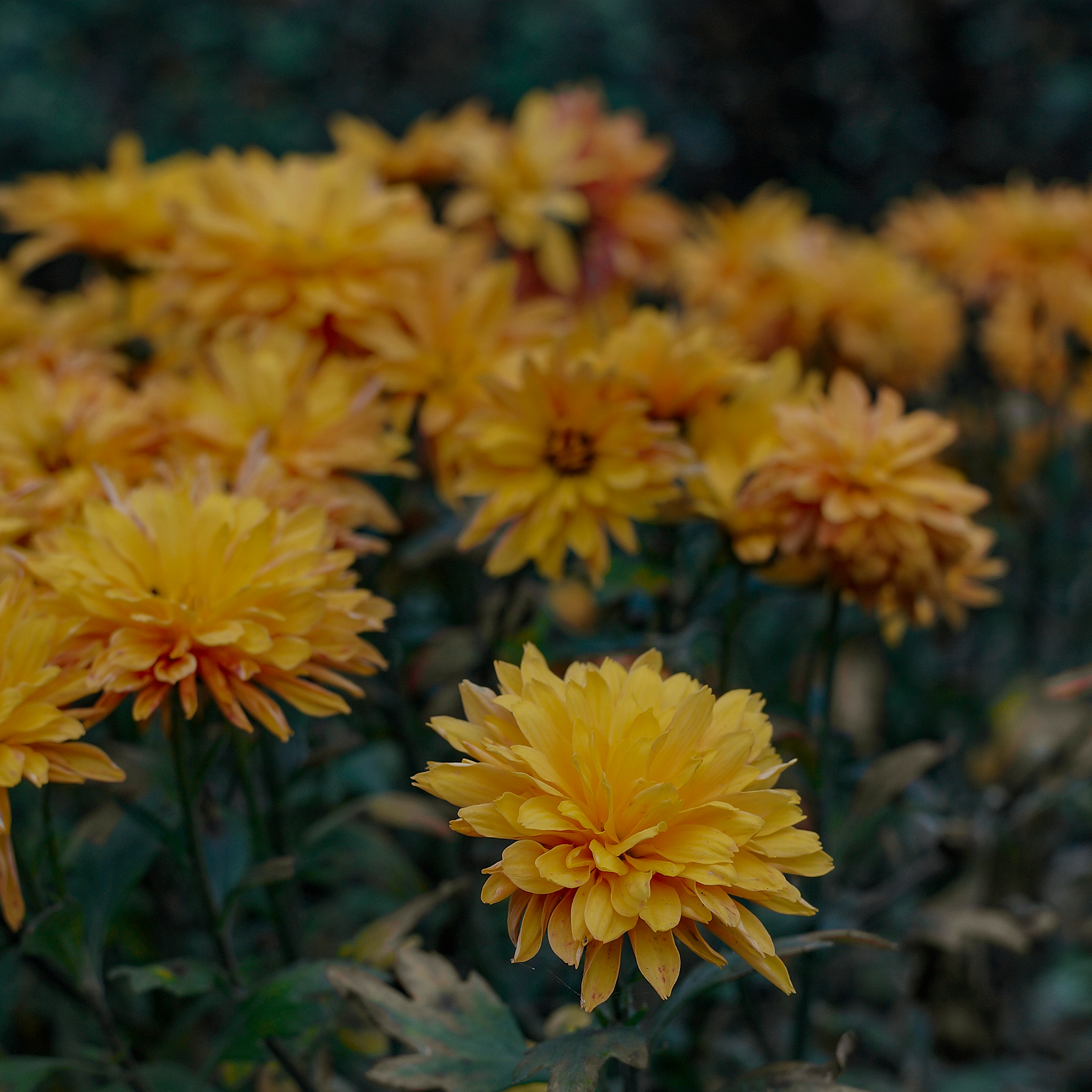 Isle of Bloom Florist Ungasan's image