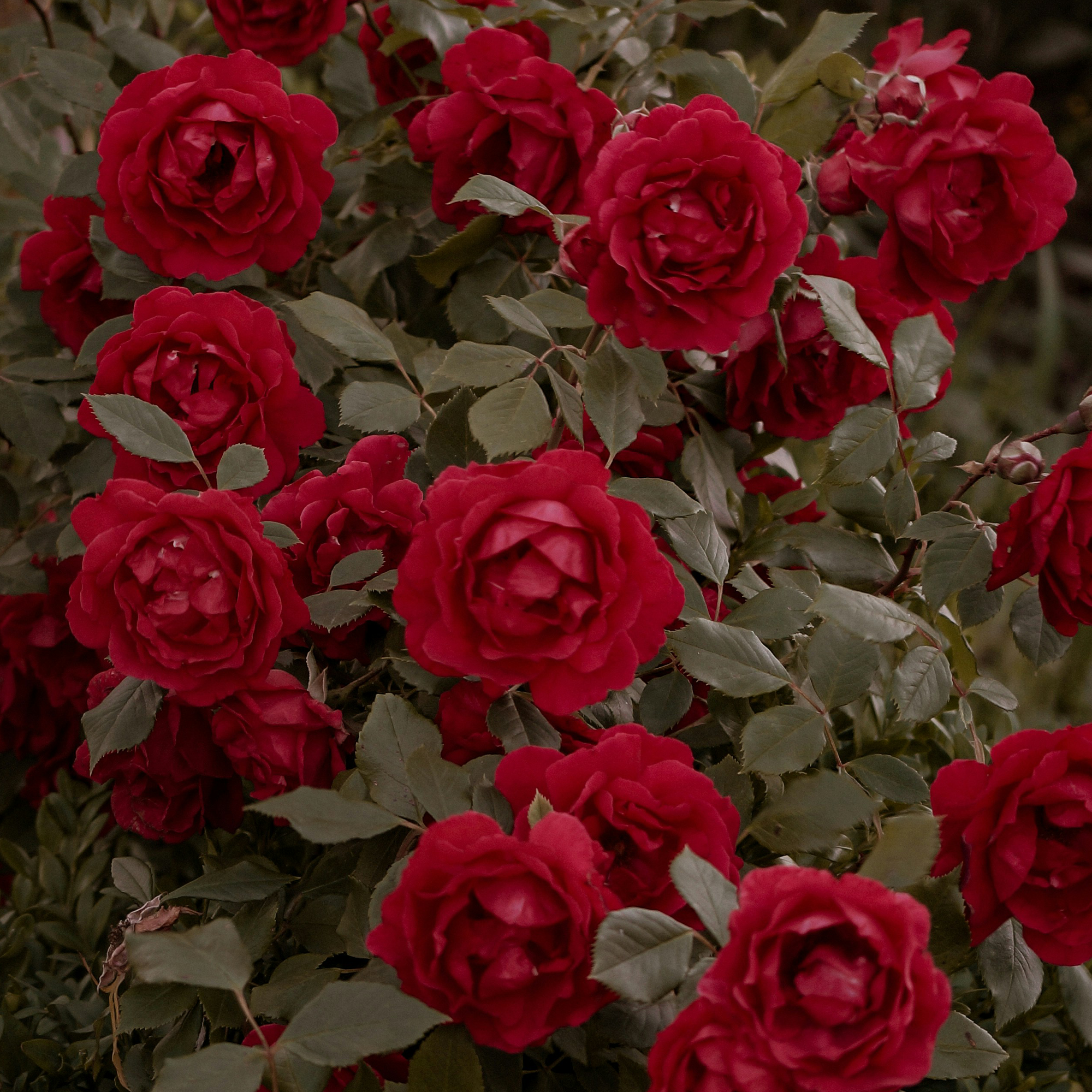 Isle of Bloom Florist Ungasan's image