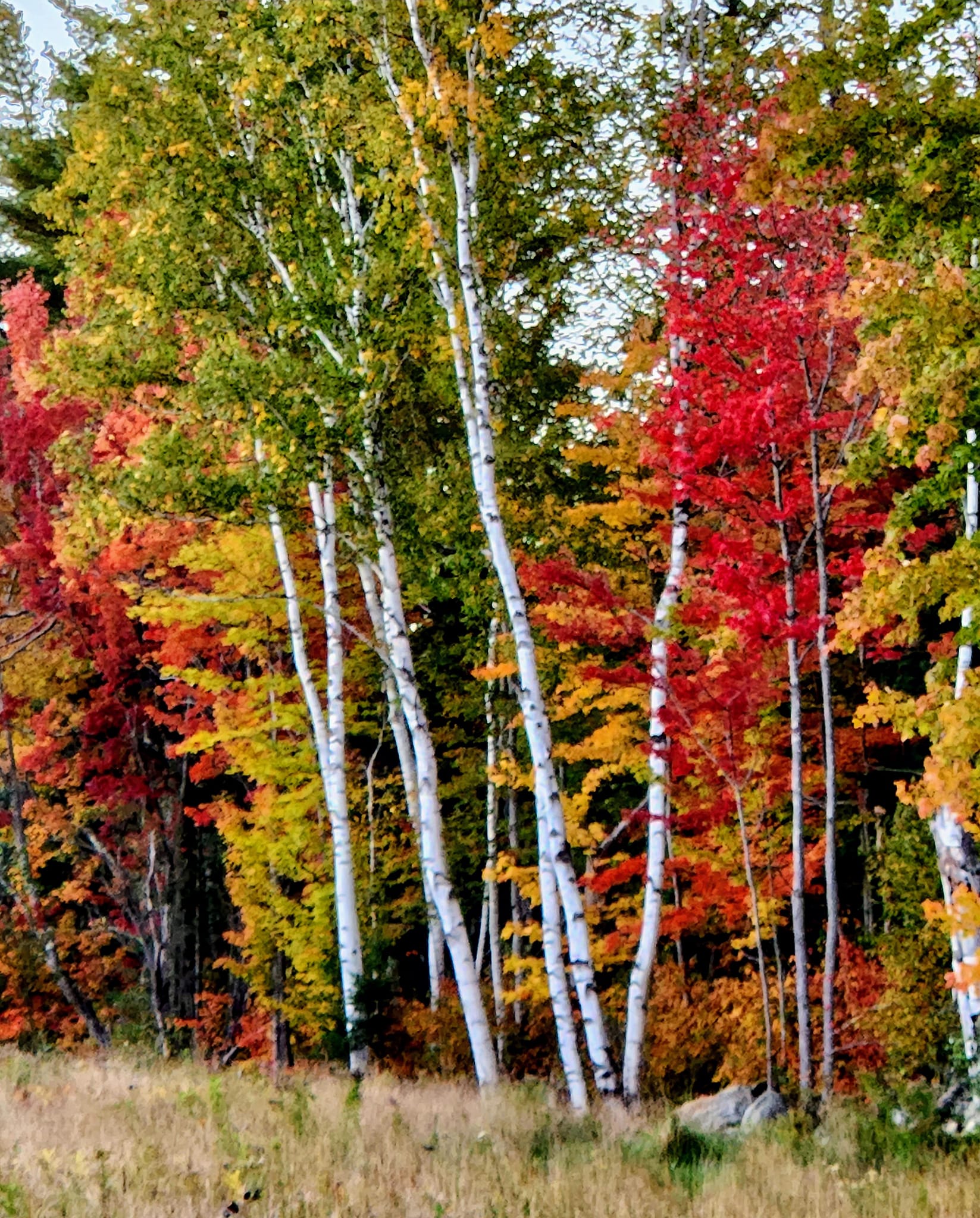 TRACY PROVENCHER's image