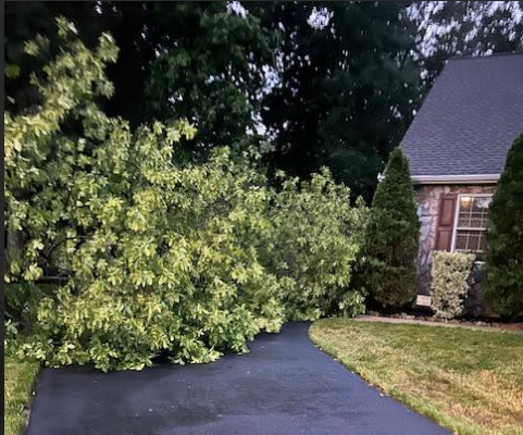 Pier Beach Tree and Landscape LLC's image