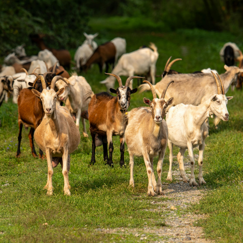 Better Choice 's image