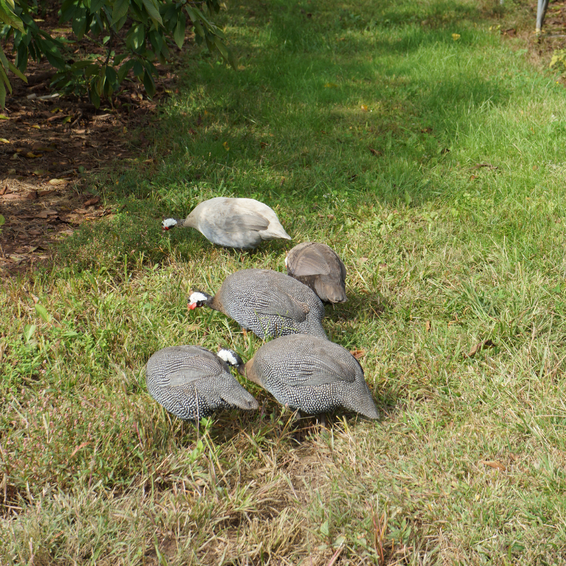 Better Choice 's image