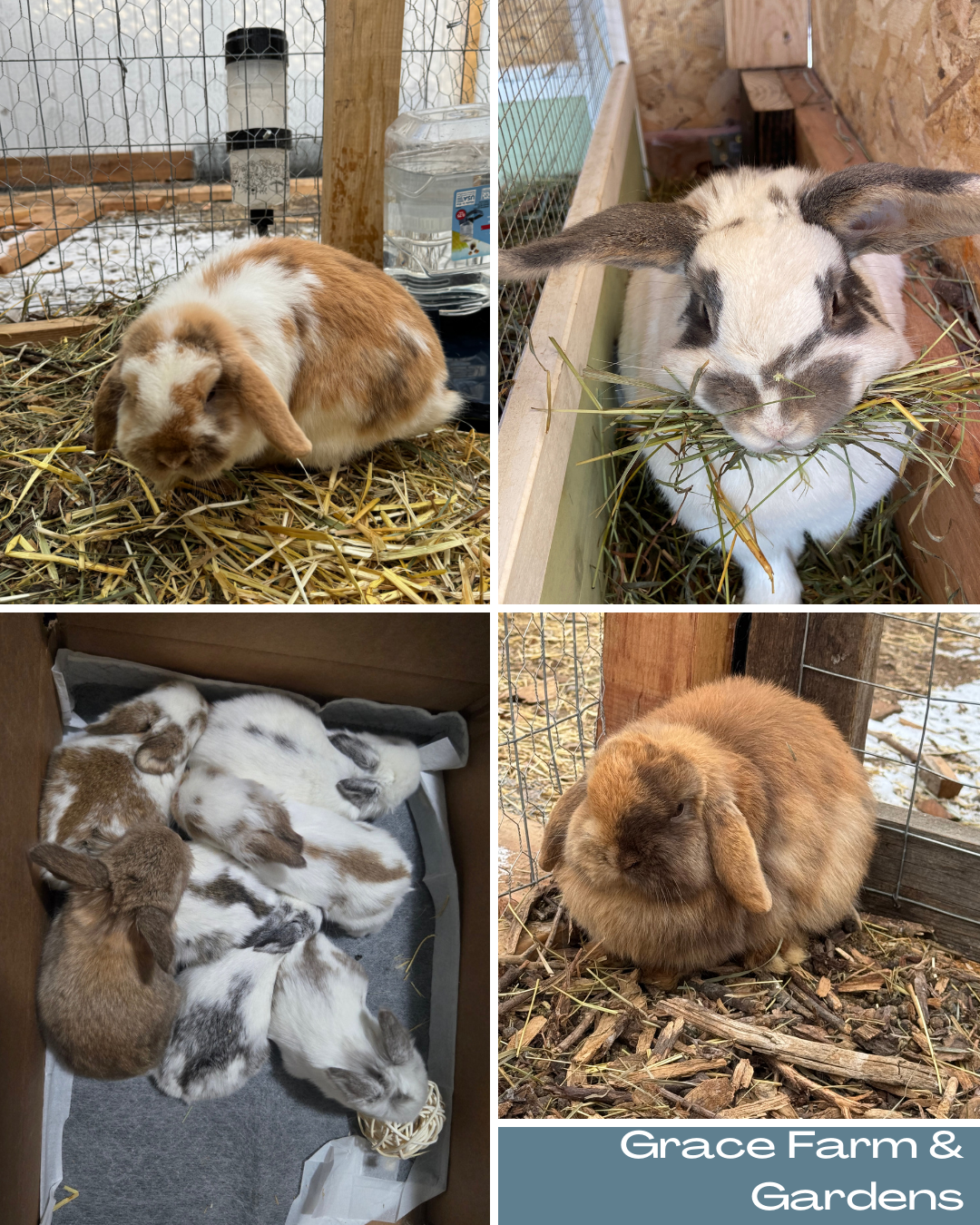 Grace Farm & Gardens's image