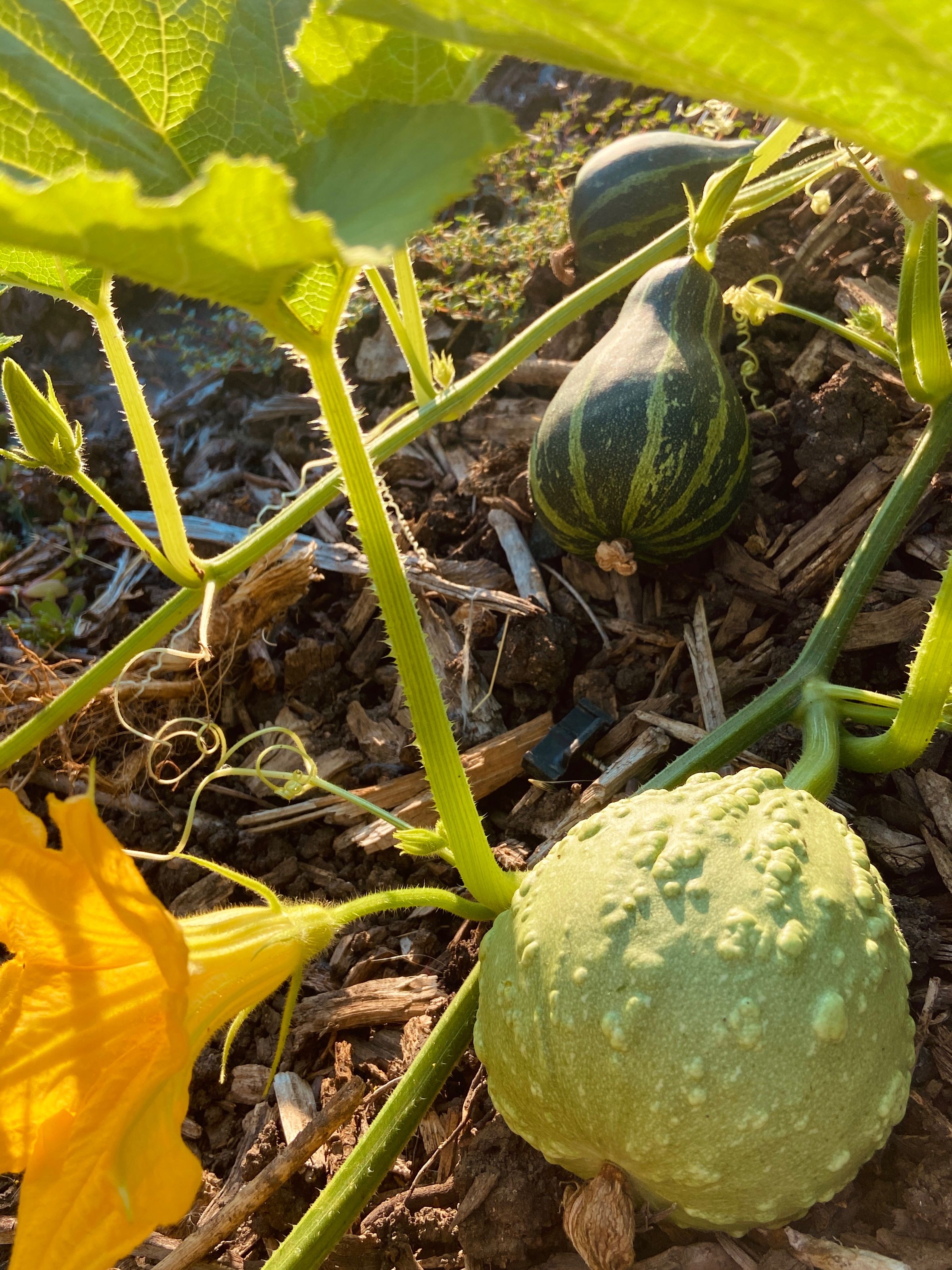 Gourds