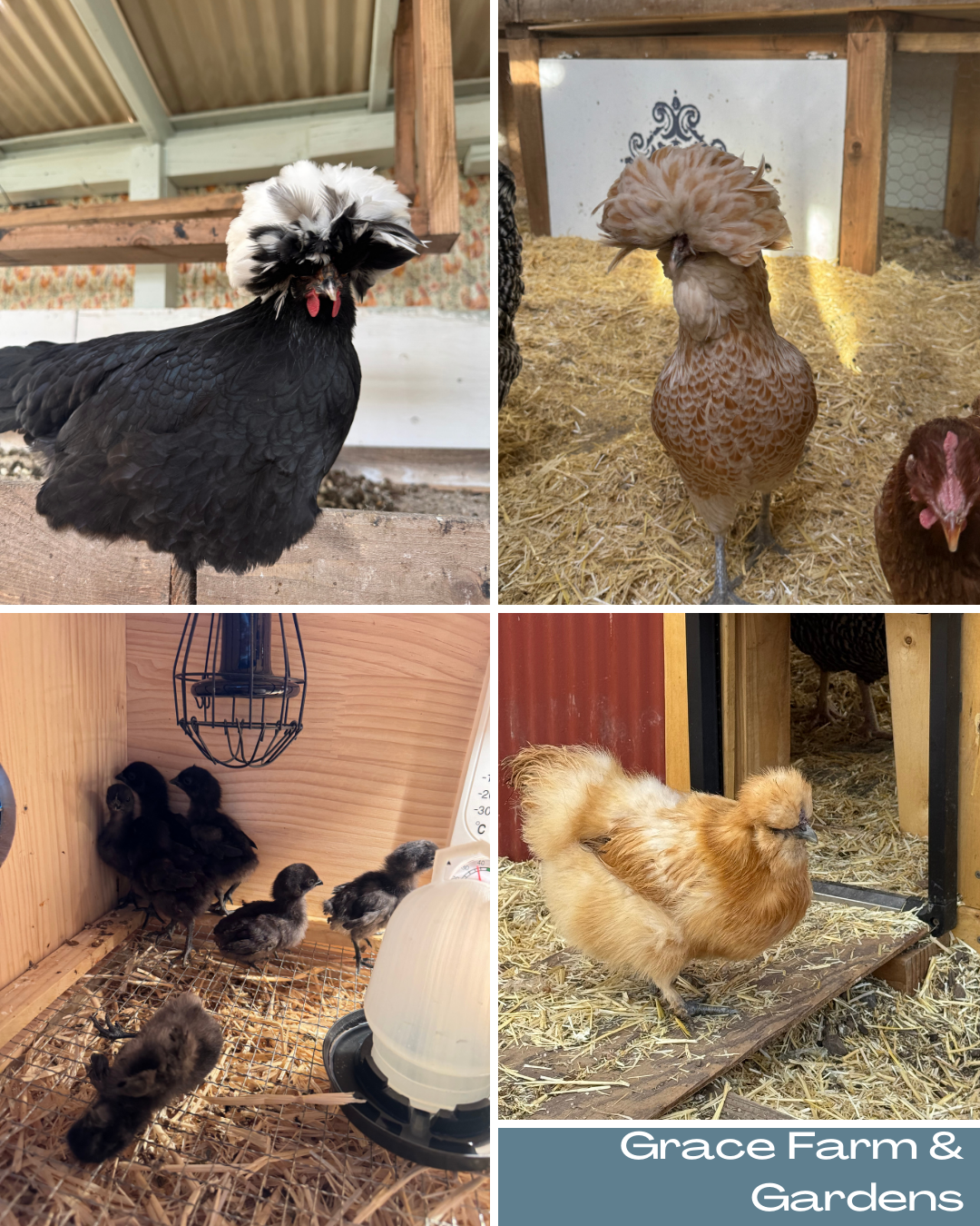 Grace Farm & Gardens's image