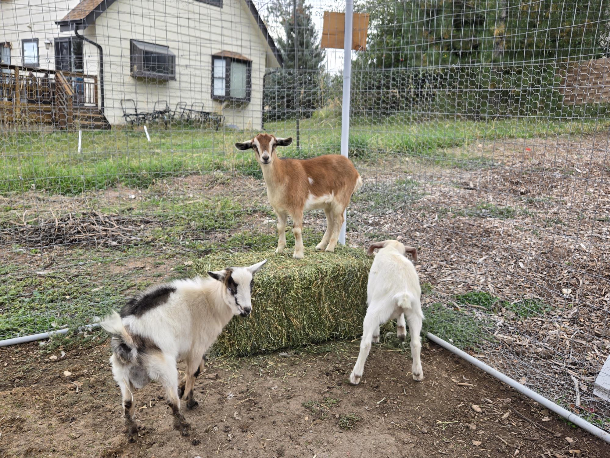 Grace Farm & Gardens's image