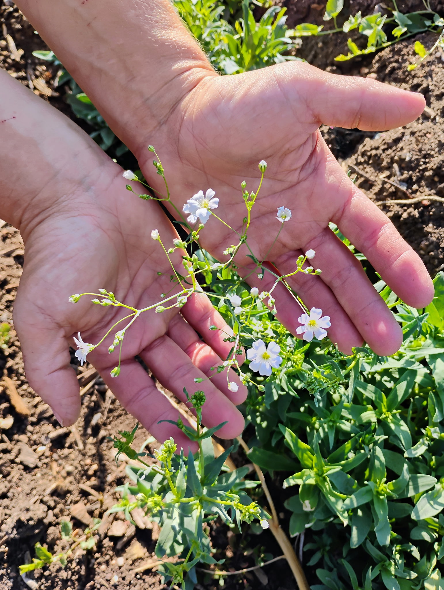 Covenant Garden Gypsophila