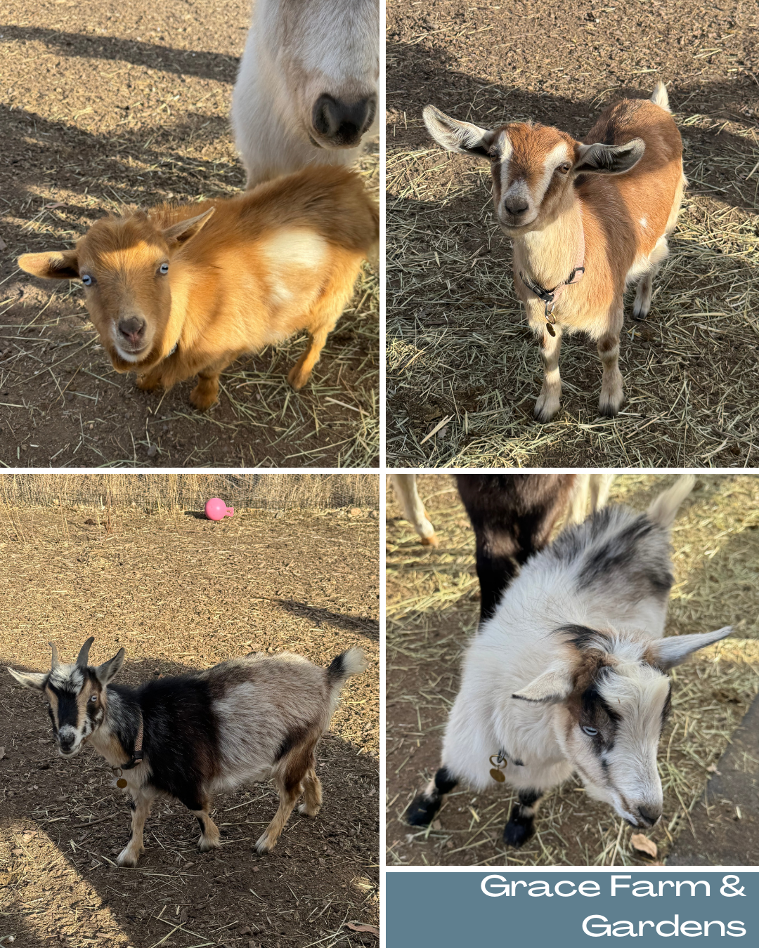 Grace Farm & Gardens's image