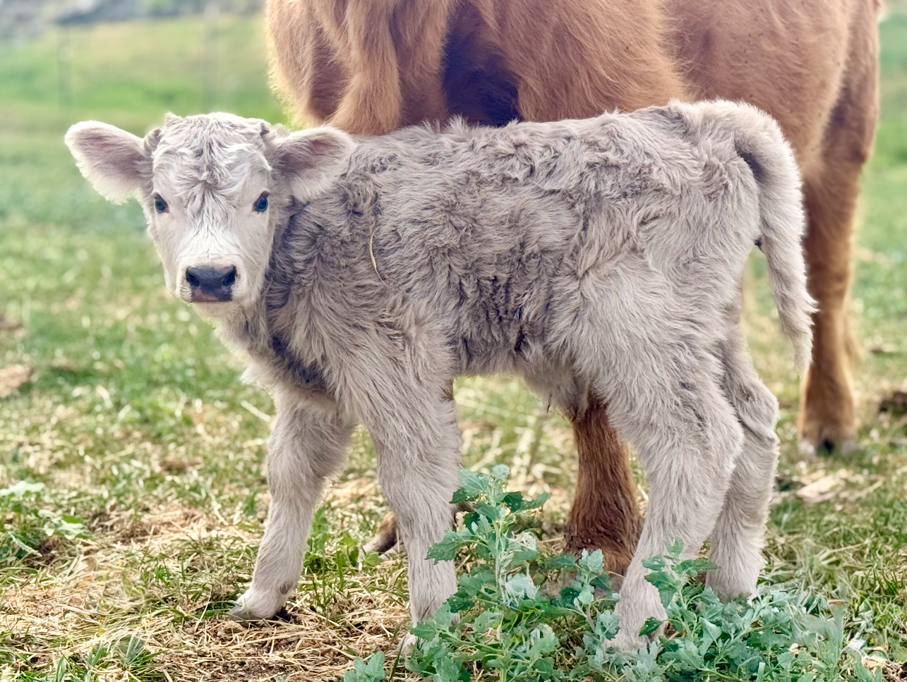 Silver Mini Highland