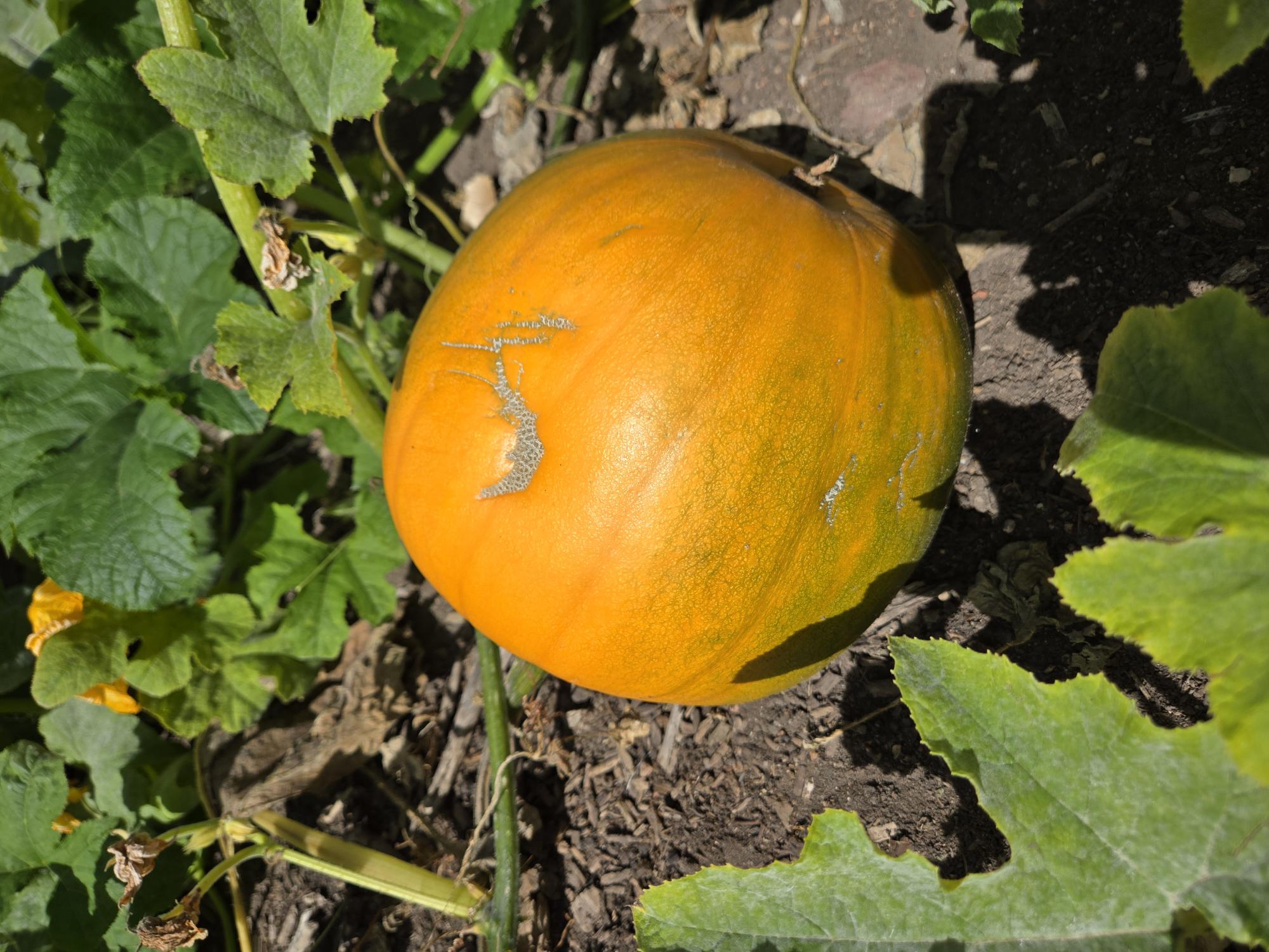 Grace Farm & Gardens's image