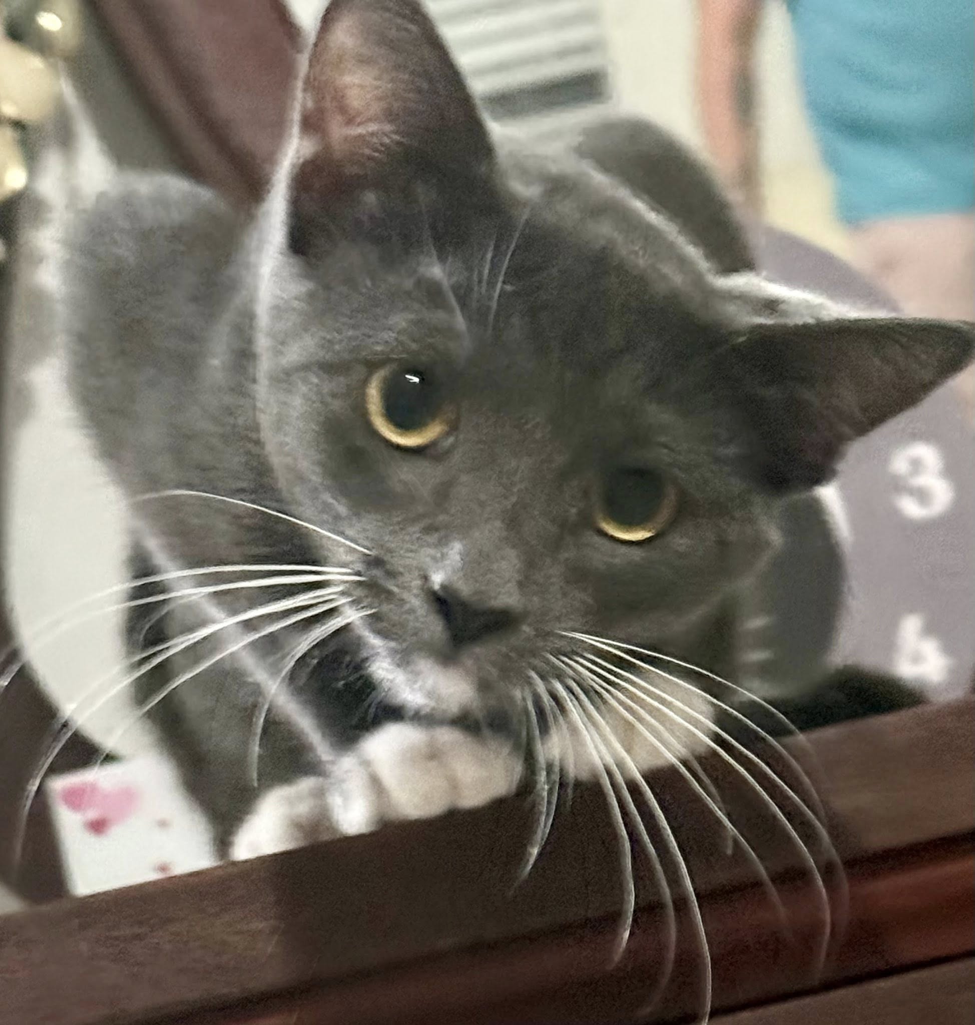 Cinder