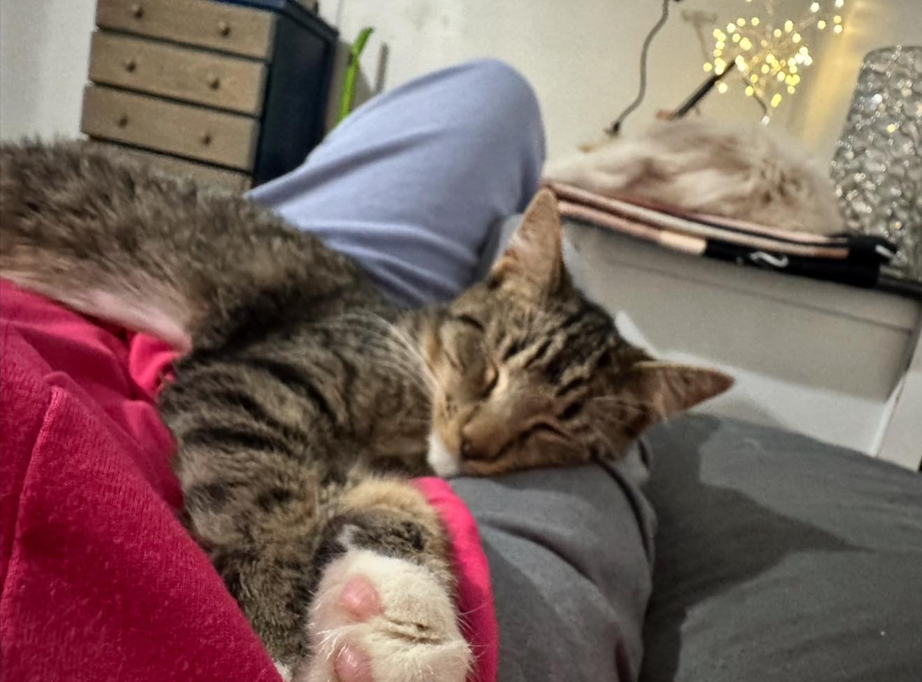 Tigerlilly