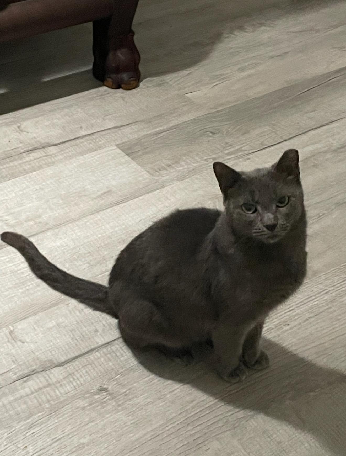 Grey