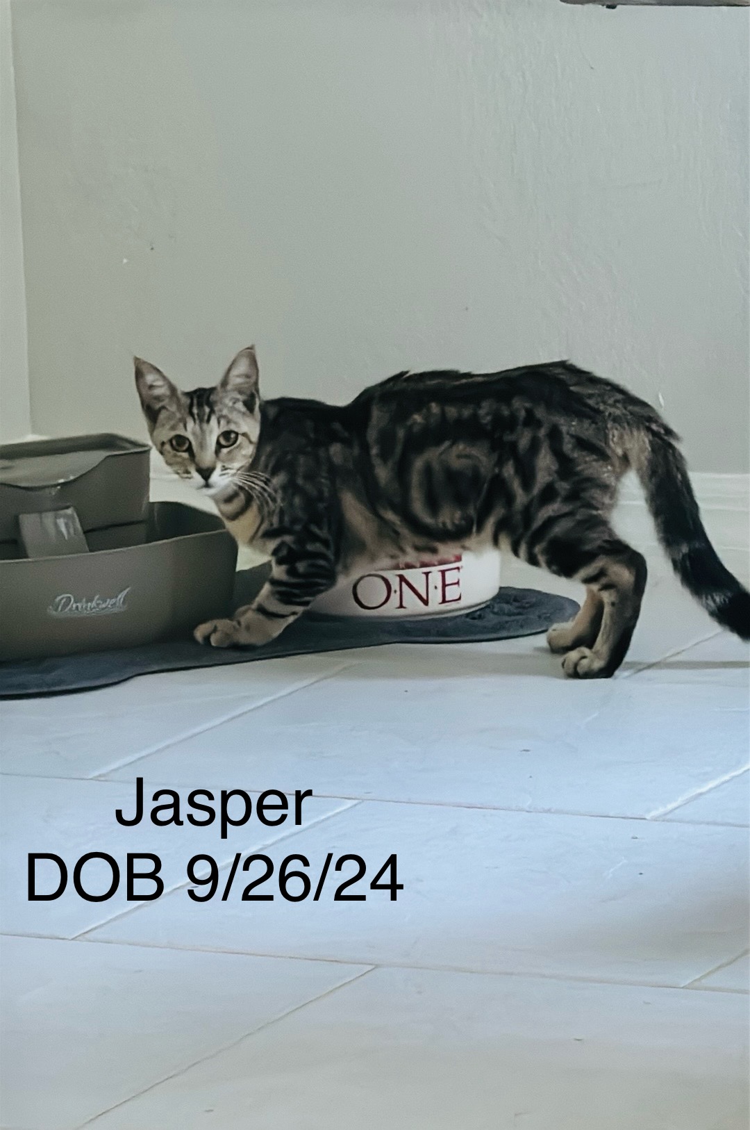 Jasper