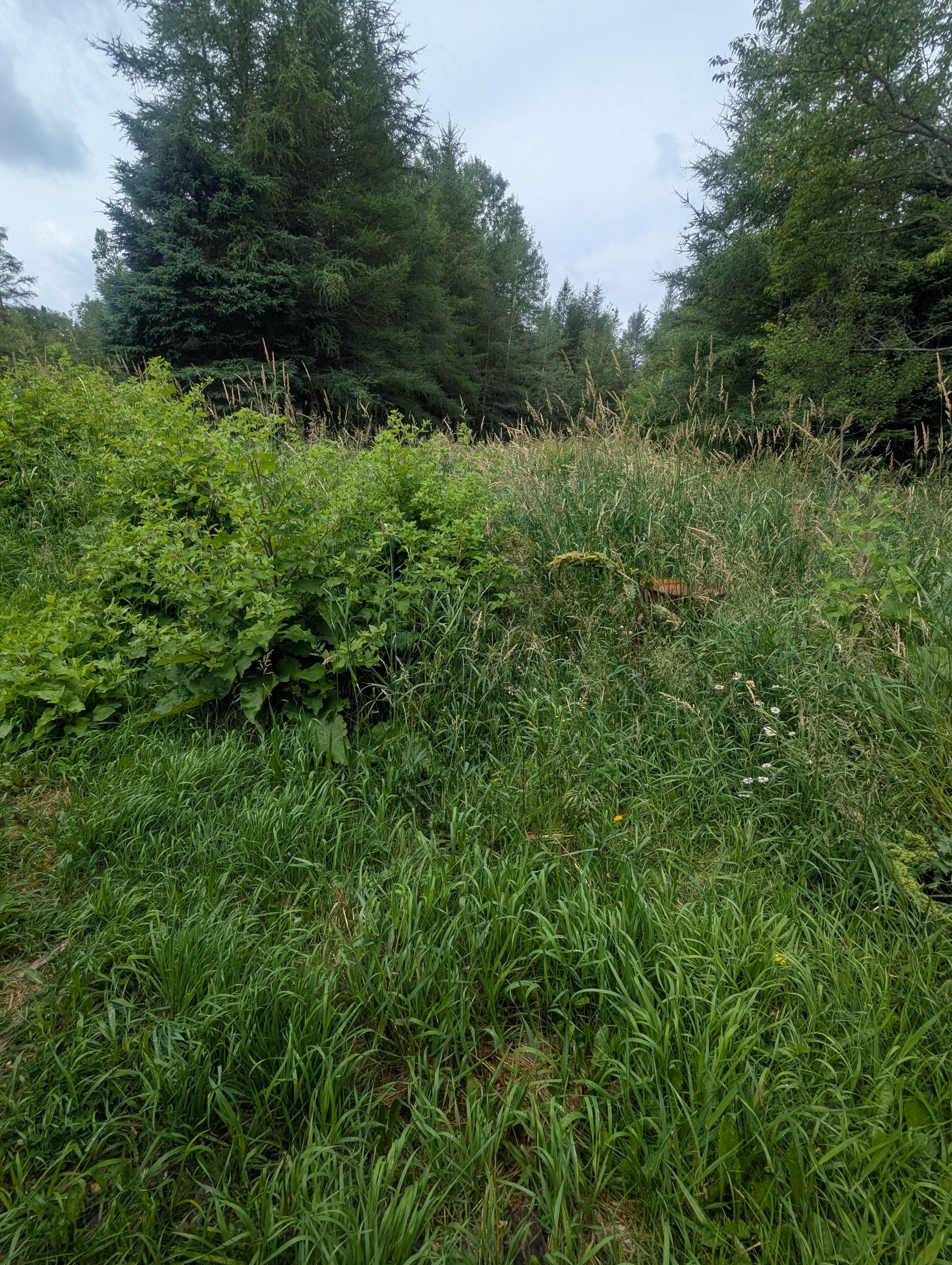 Frontenac Stump and 
Yard Services's image