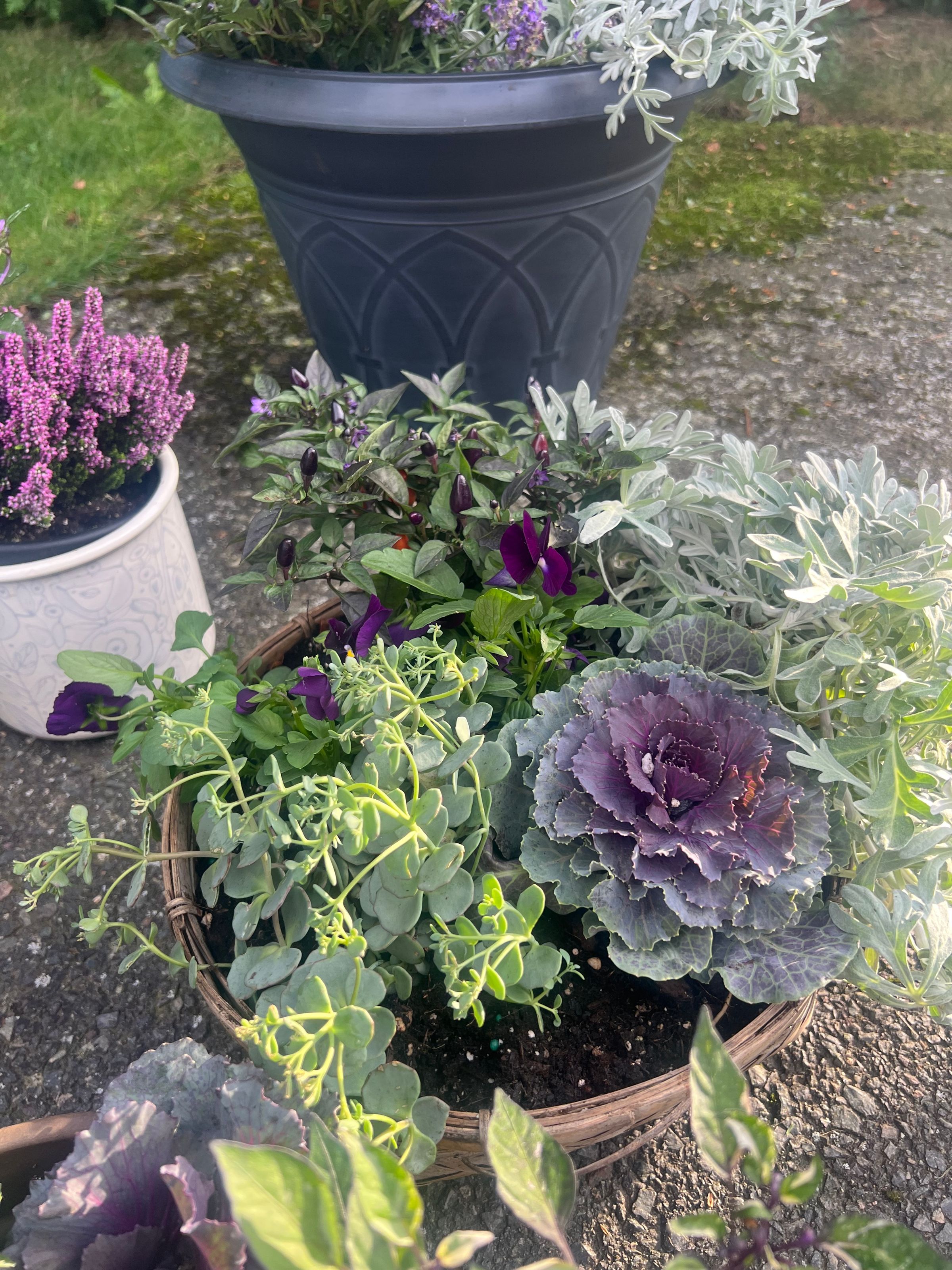 Deep Purples 