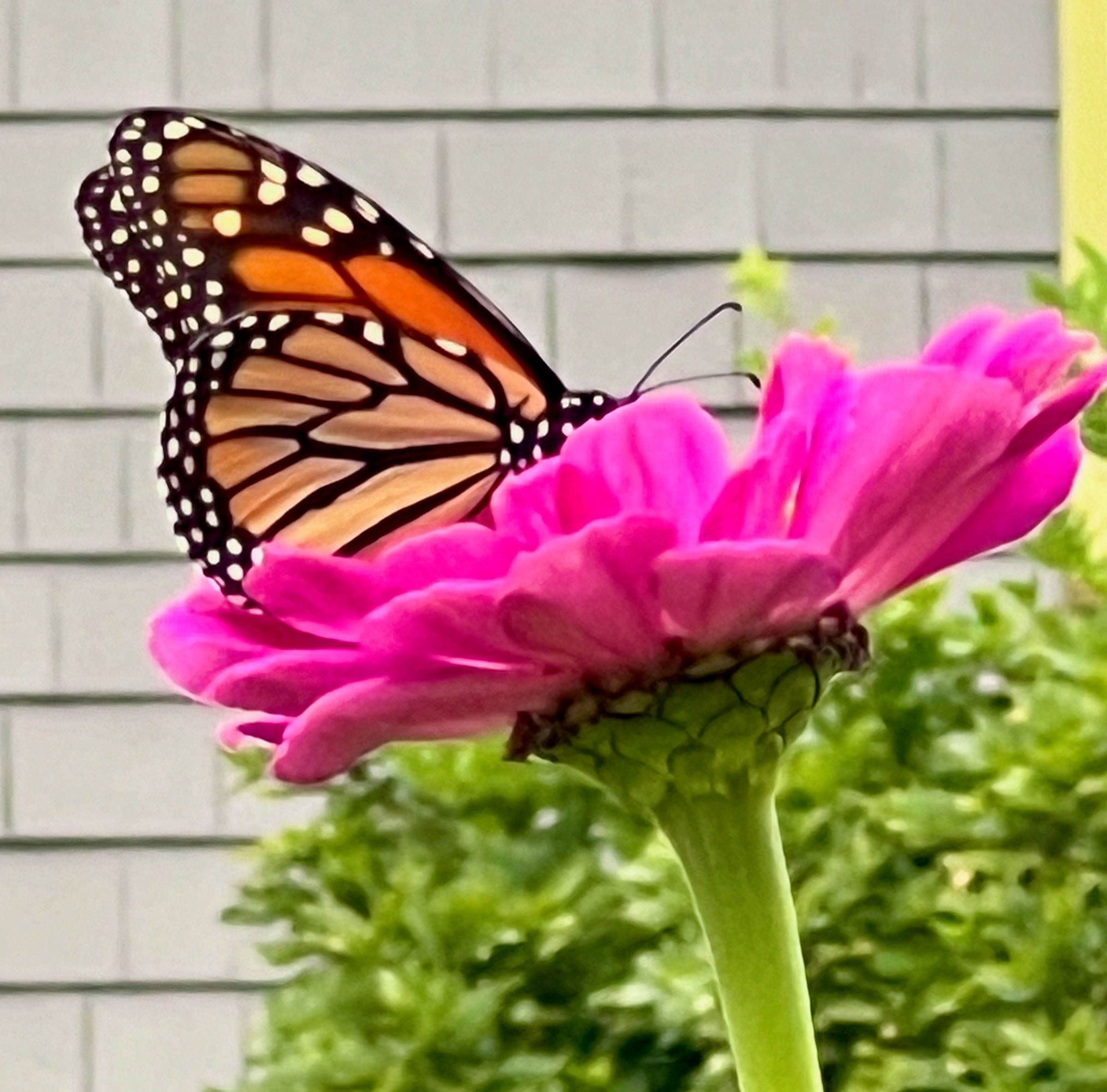 Monarchs seek bright blooms, but they need milkweed 