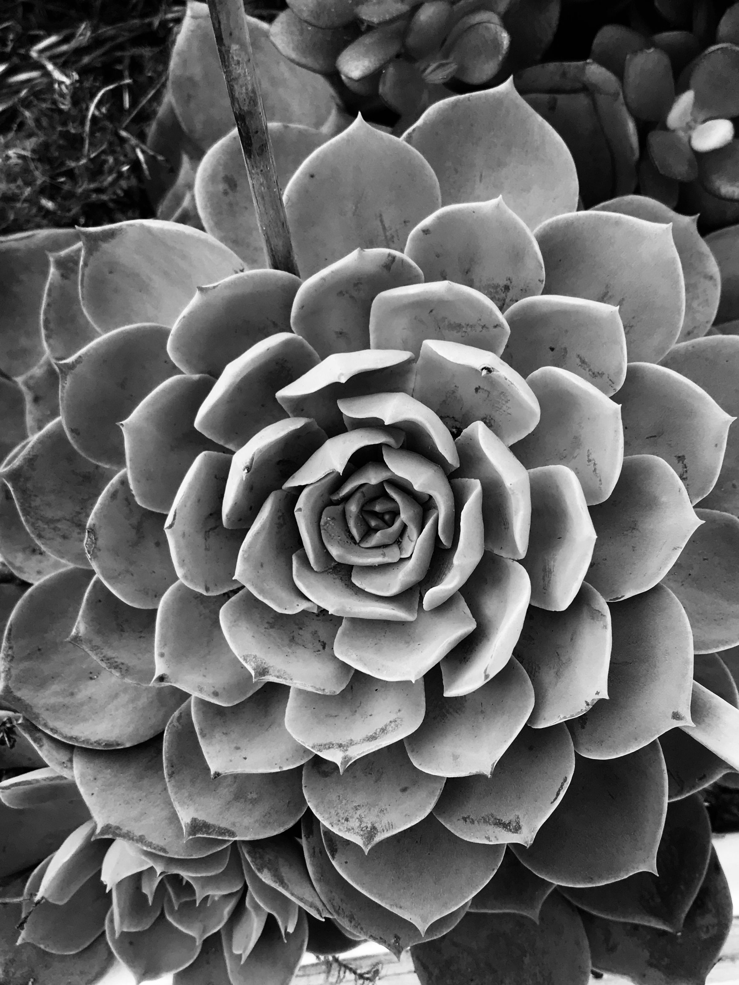 Succulent Symmetry 
