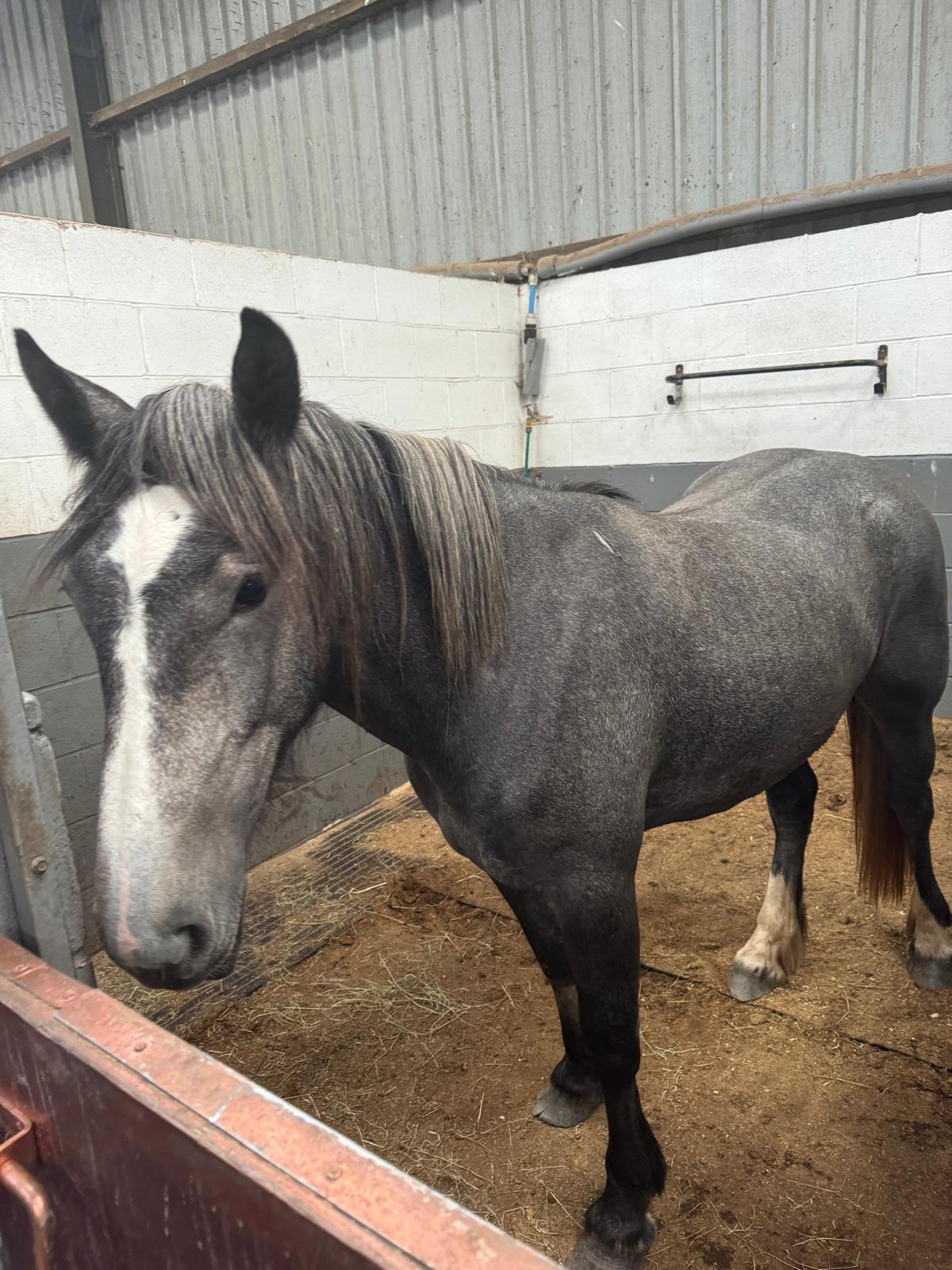 Hoof & Haul Mane Transporters's image