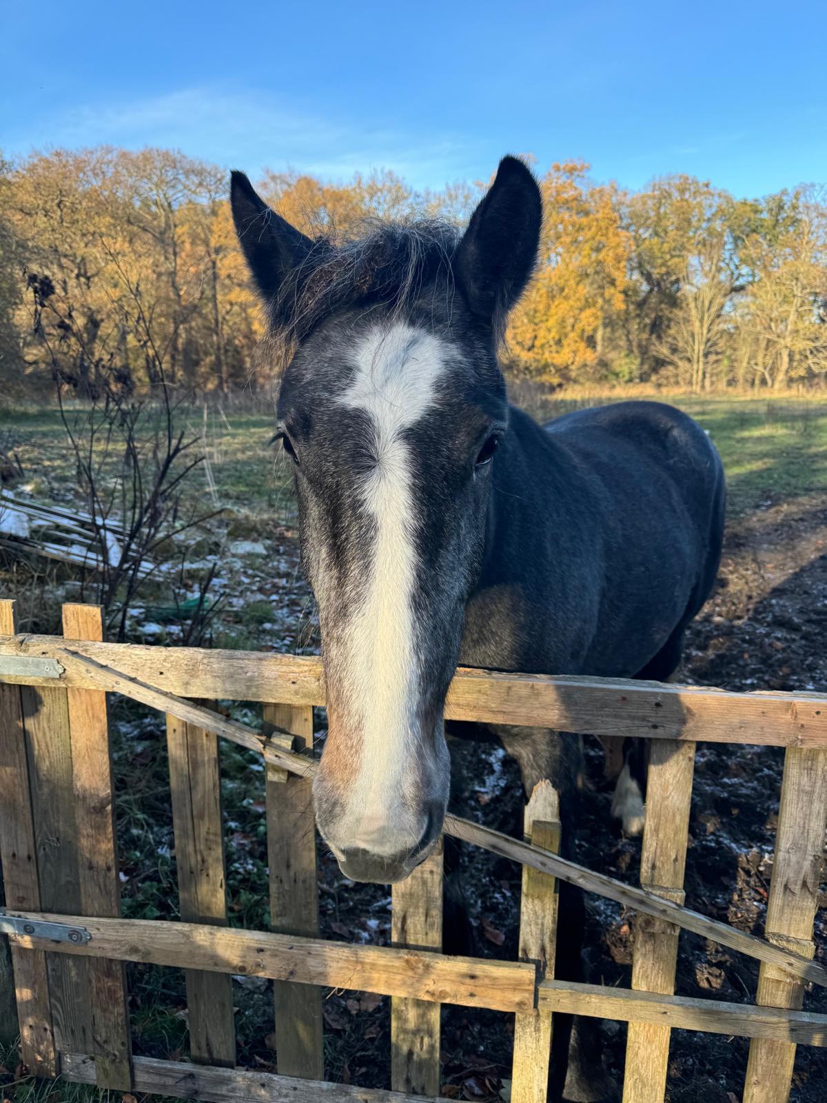 Hoof & Haul Mane Transporters's image