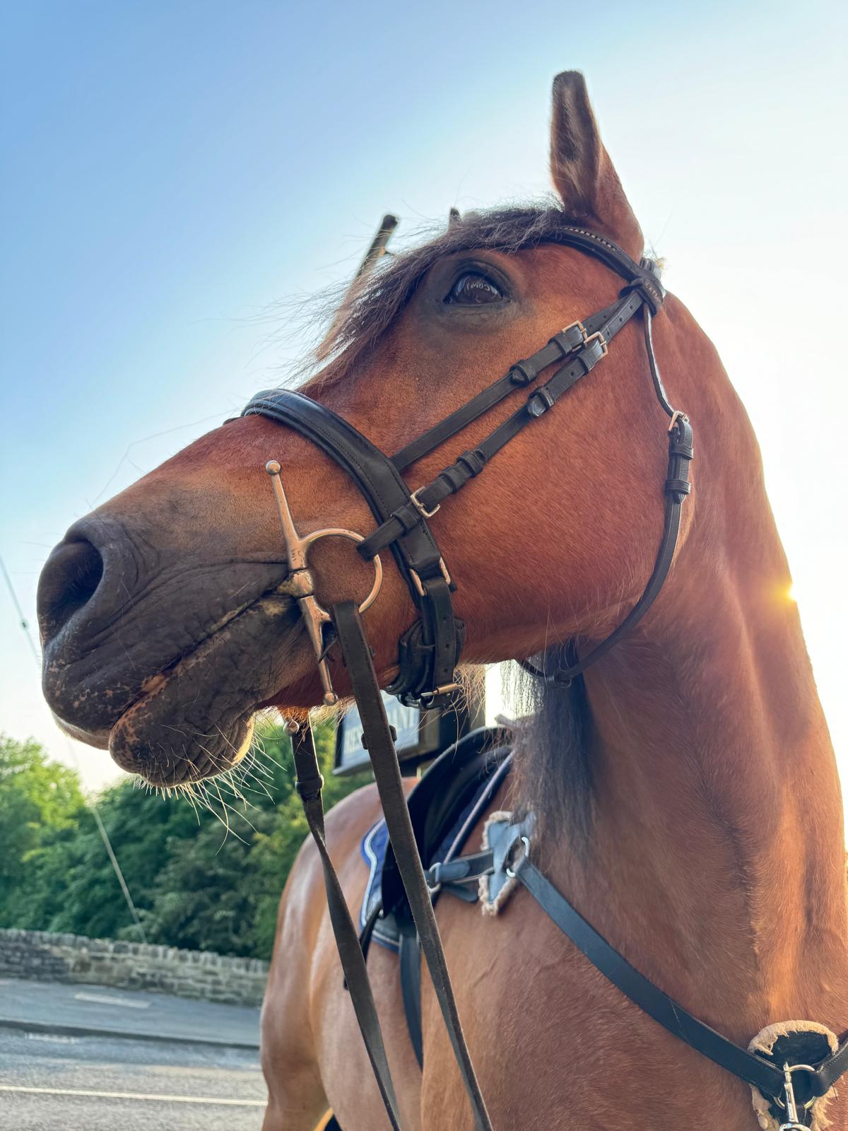 Hoof & Haul Mane Transporters's image