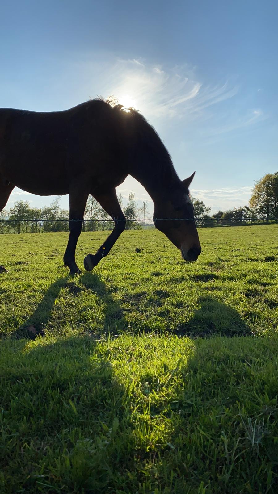 Hoof & Haul Mane Transporters's image