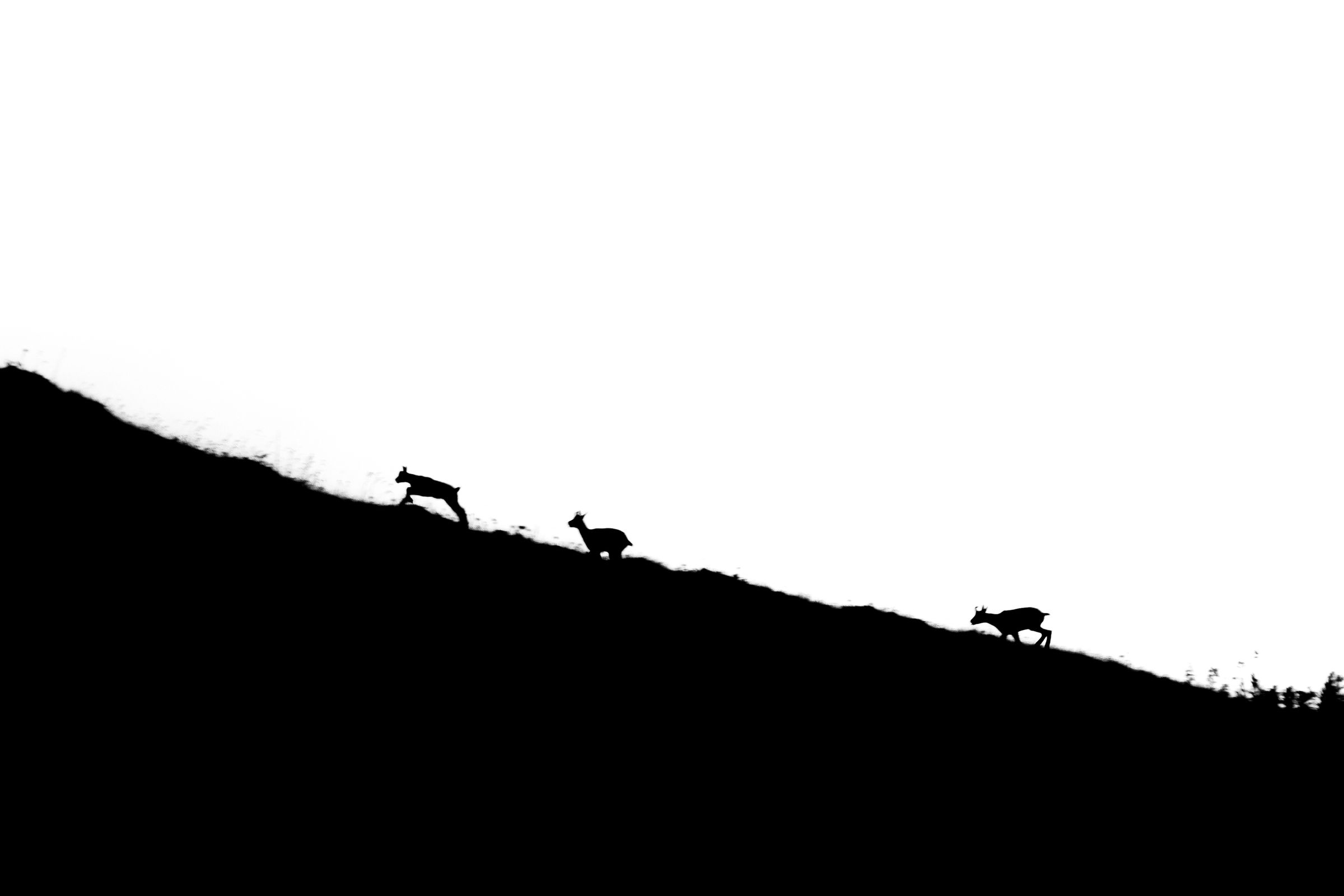 Jjordene Photography's image