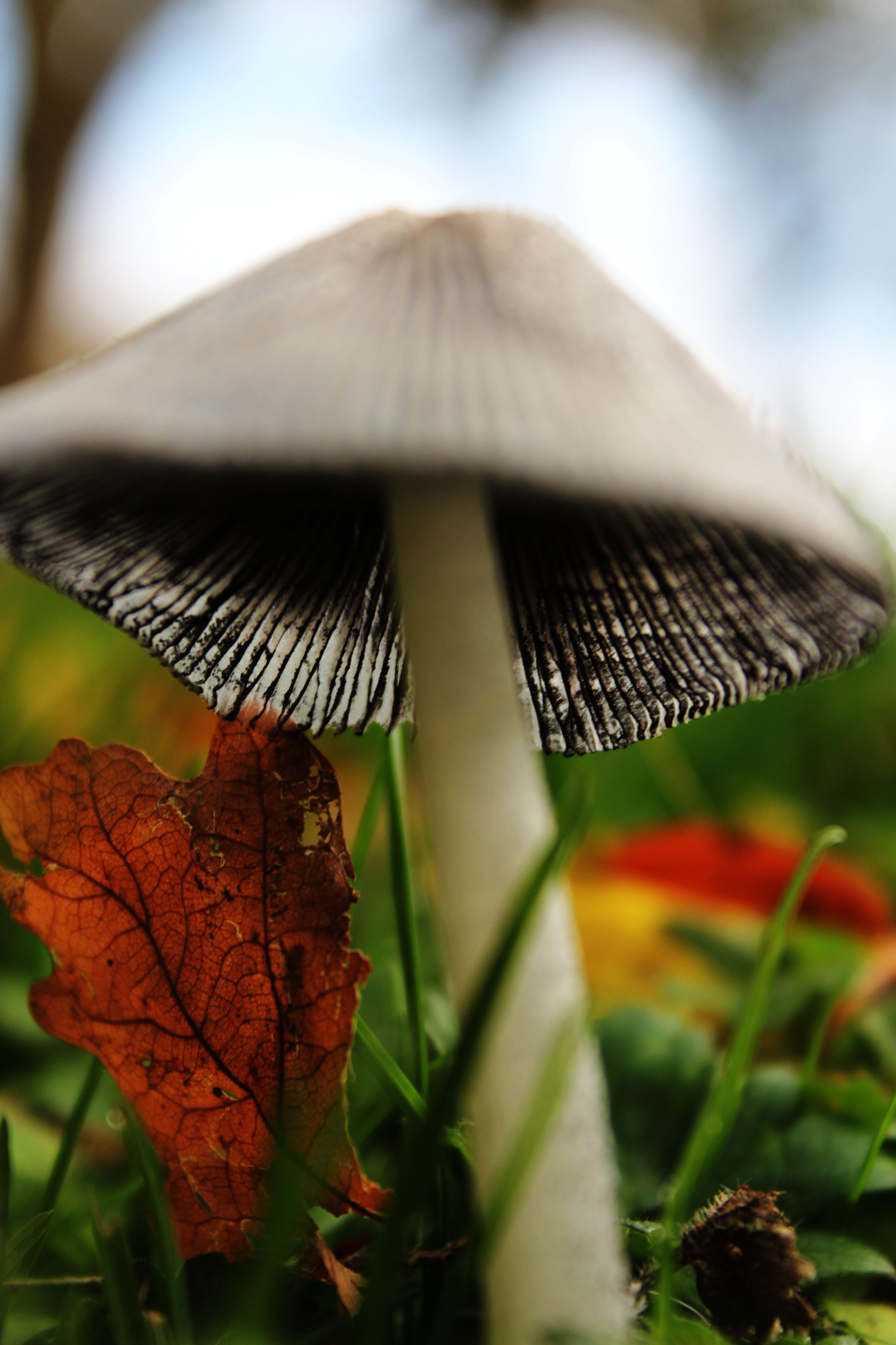 Jjordene Photography's image