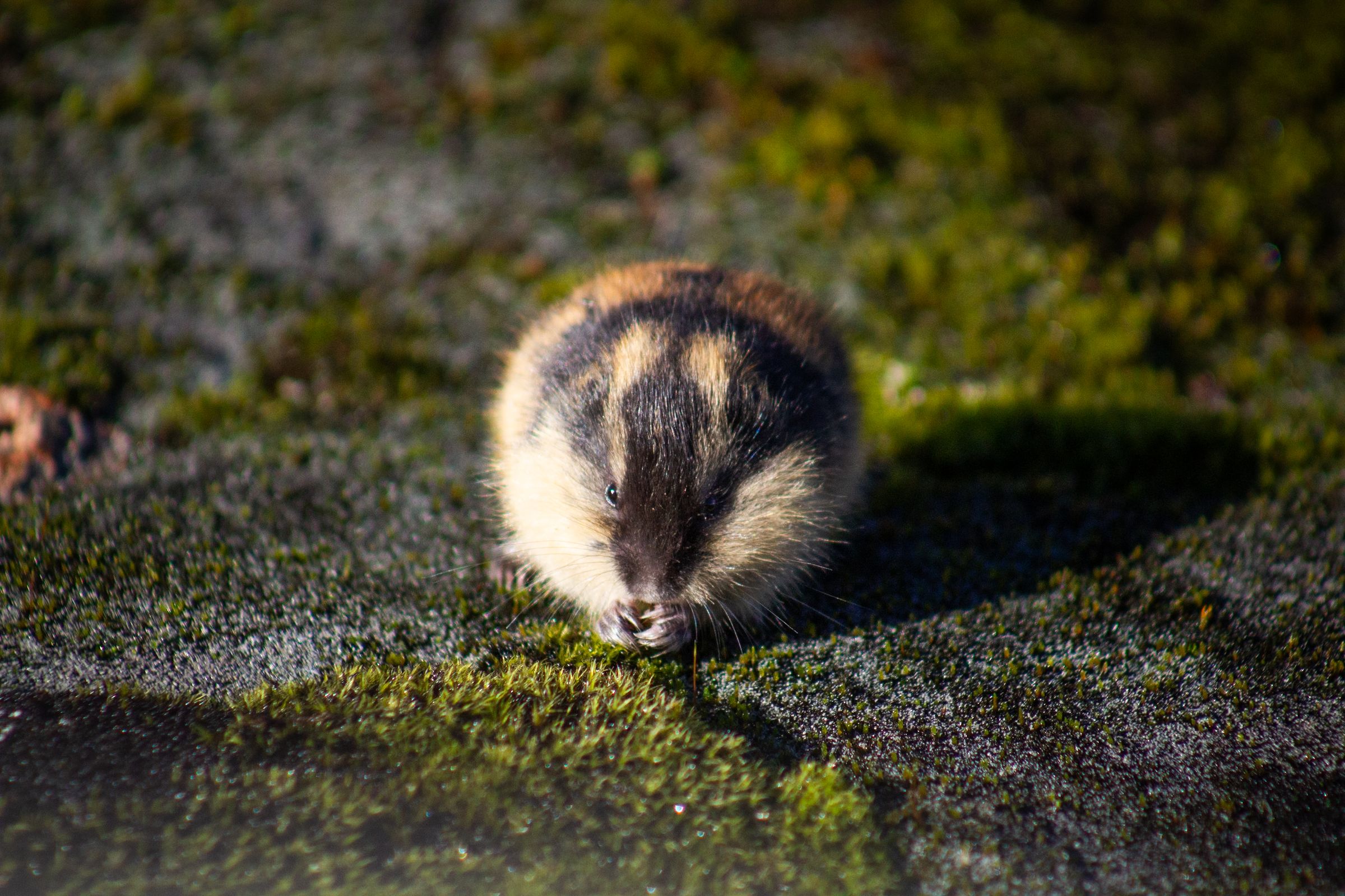 Jjordene Photography's image