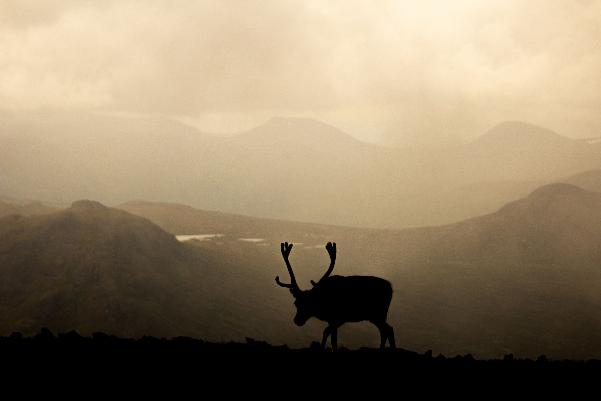 Jjordene Photography's image