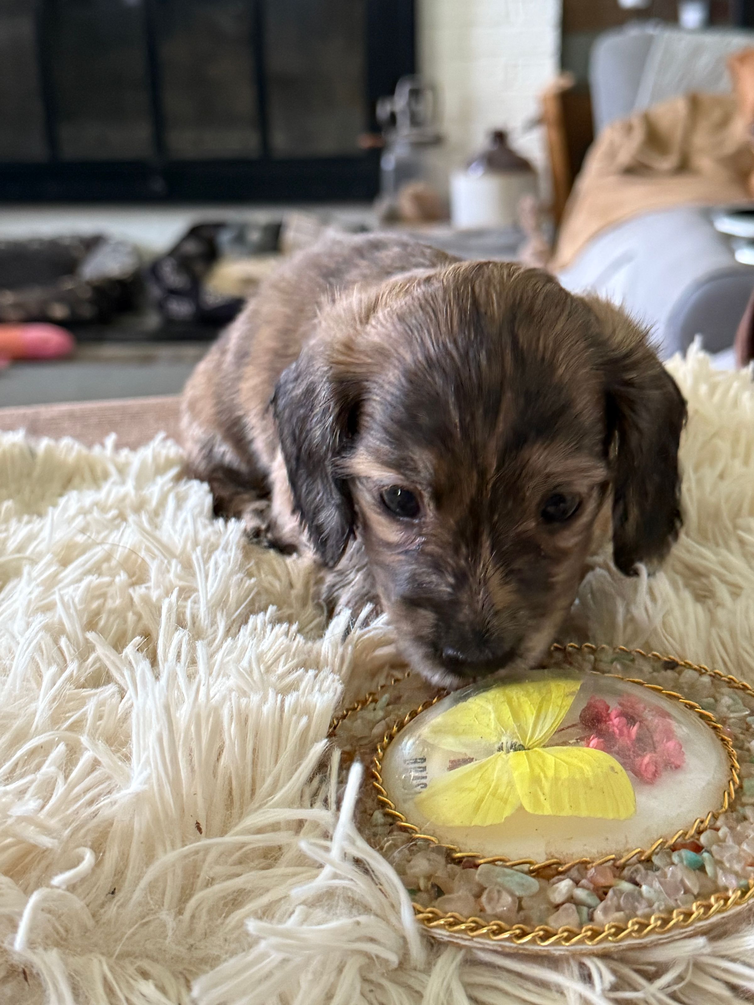 Brindle Girl