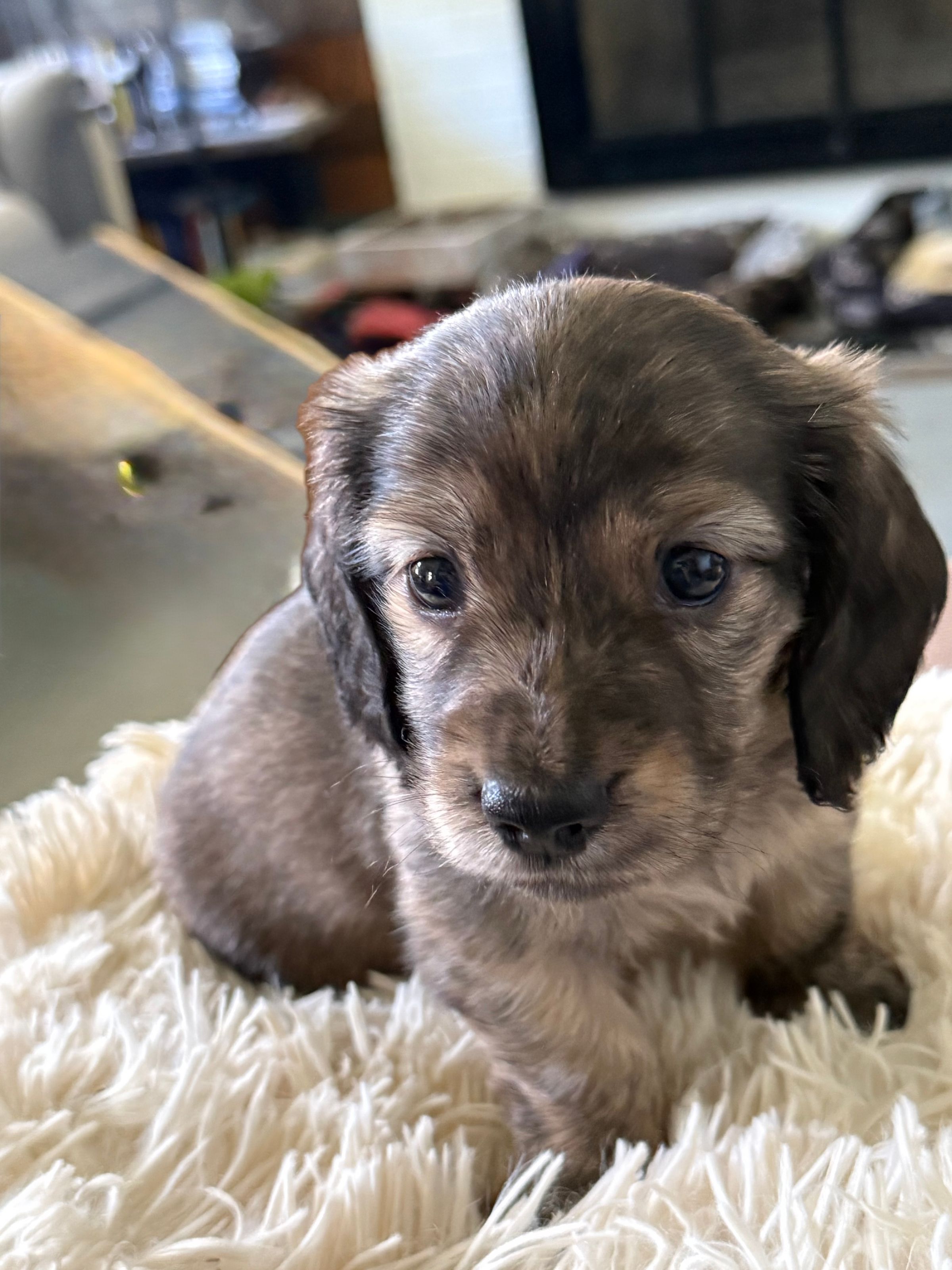 Brindle Boy
