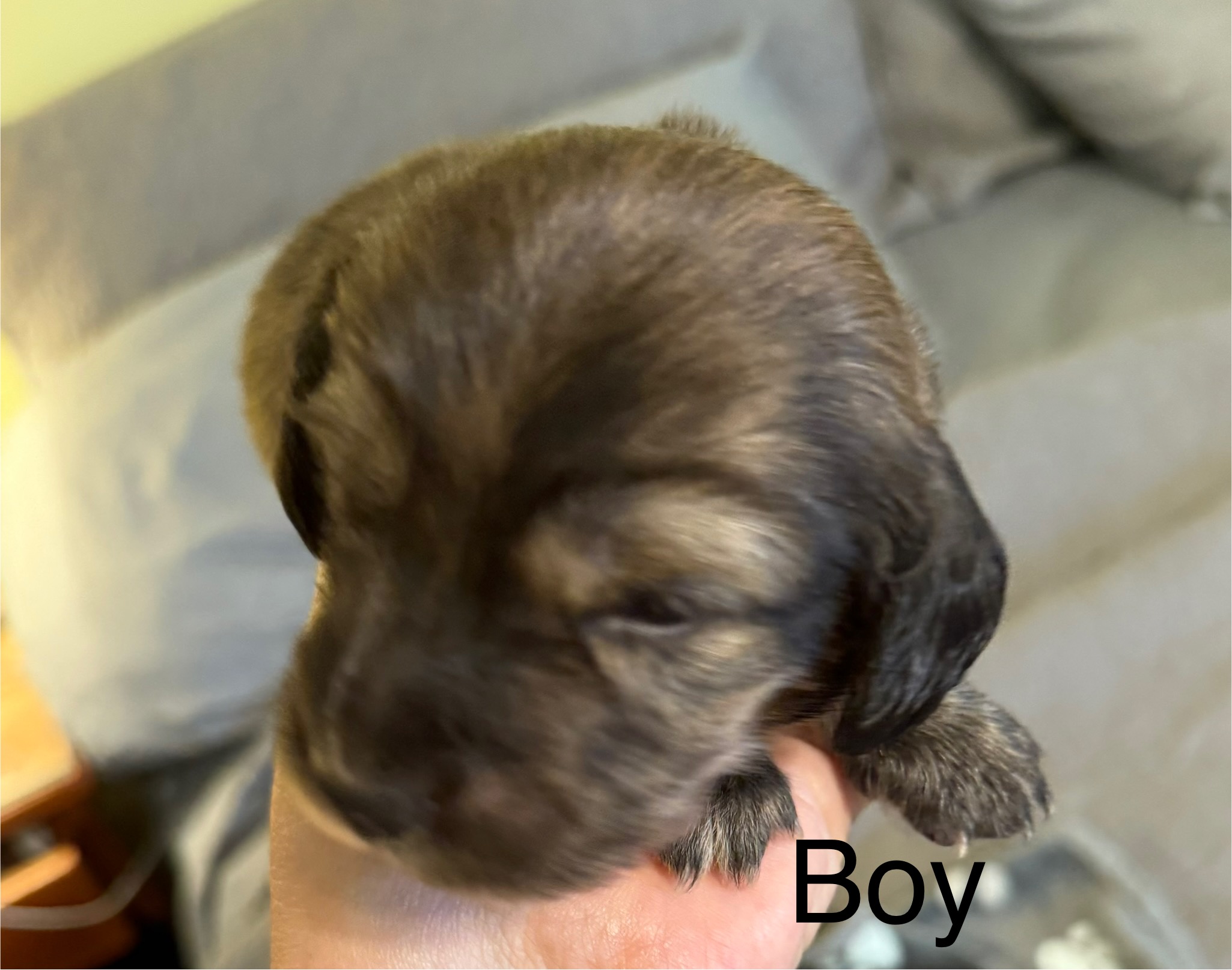 Brindle Boy