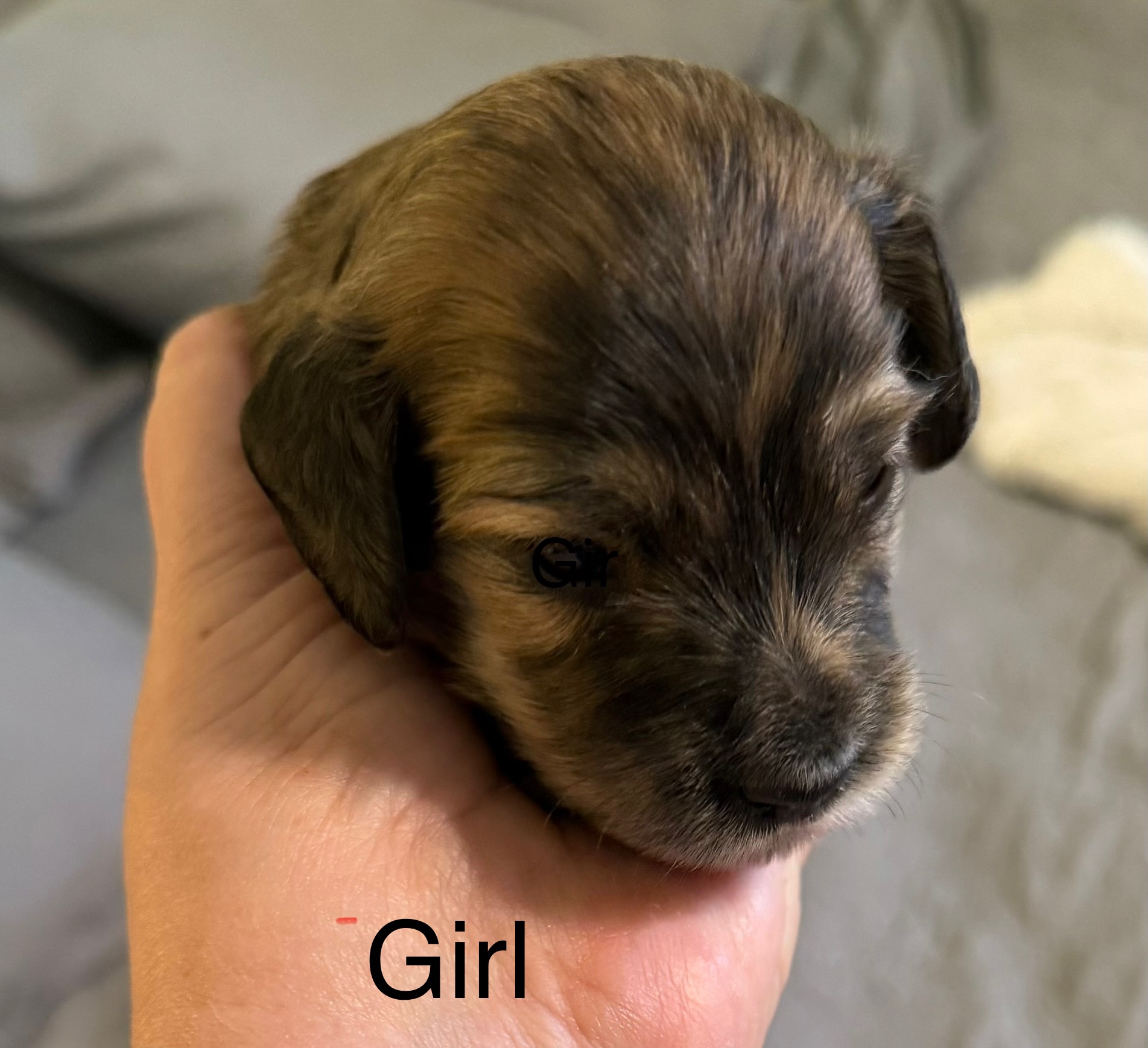 Brindle Girl