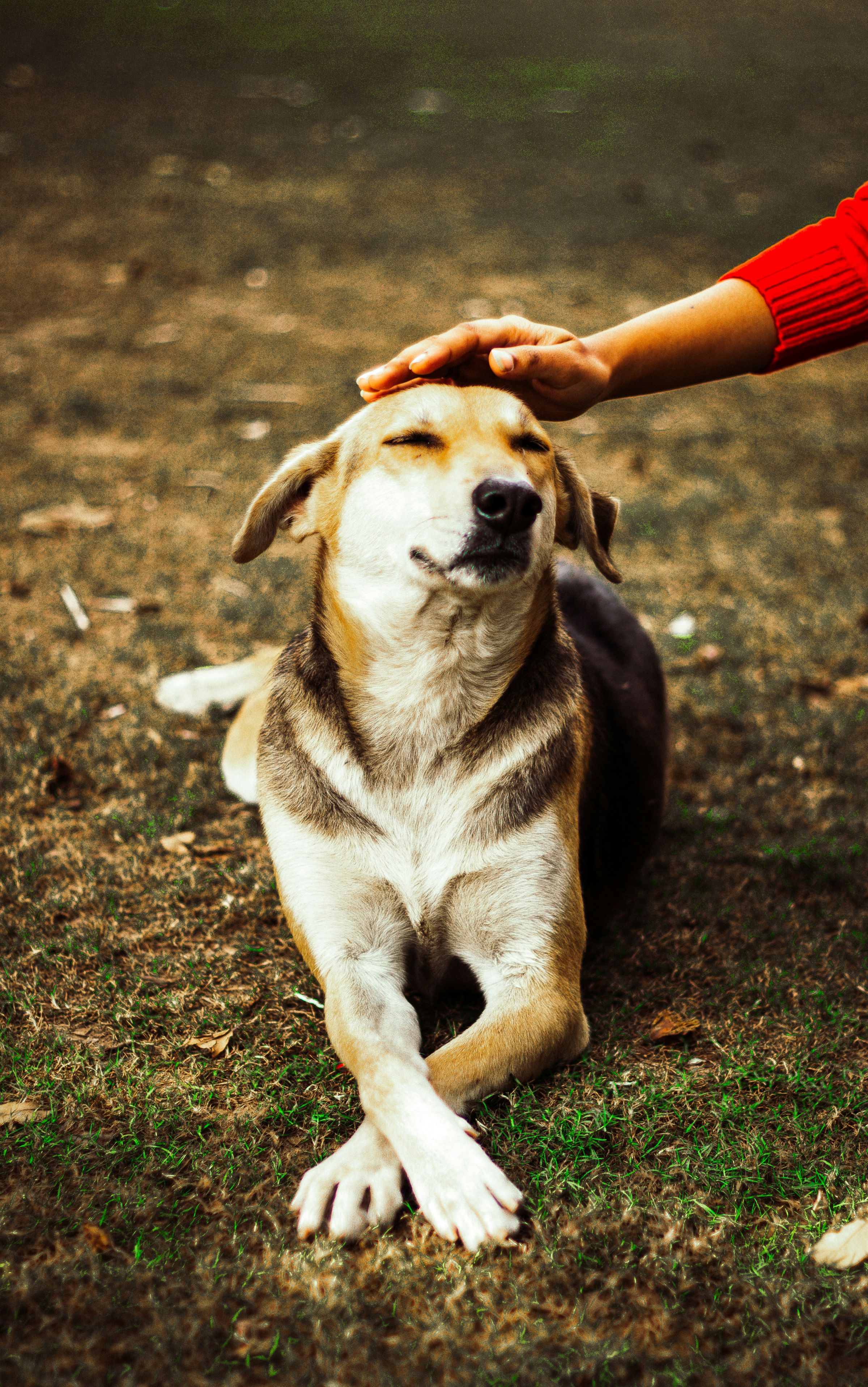 Photo by <a href="https://unsplash.com/@mysticpg?utm_content=creditCopyText&amp;utm_medium=referral&amp;utm_source=unsplash">Prashant Gupta</a> on <a href="https://unsplash.com/photos/person-touching-beagle-dog-on-green-field-x2mDNtzZQxs?utm_content=creditCopyText&amp;utm_medium=referral&amp;utm_source=unsplash">Unsplash</a>