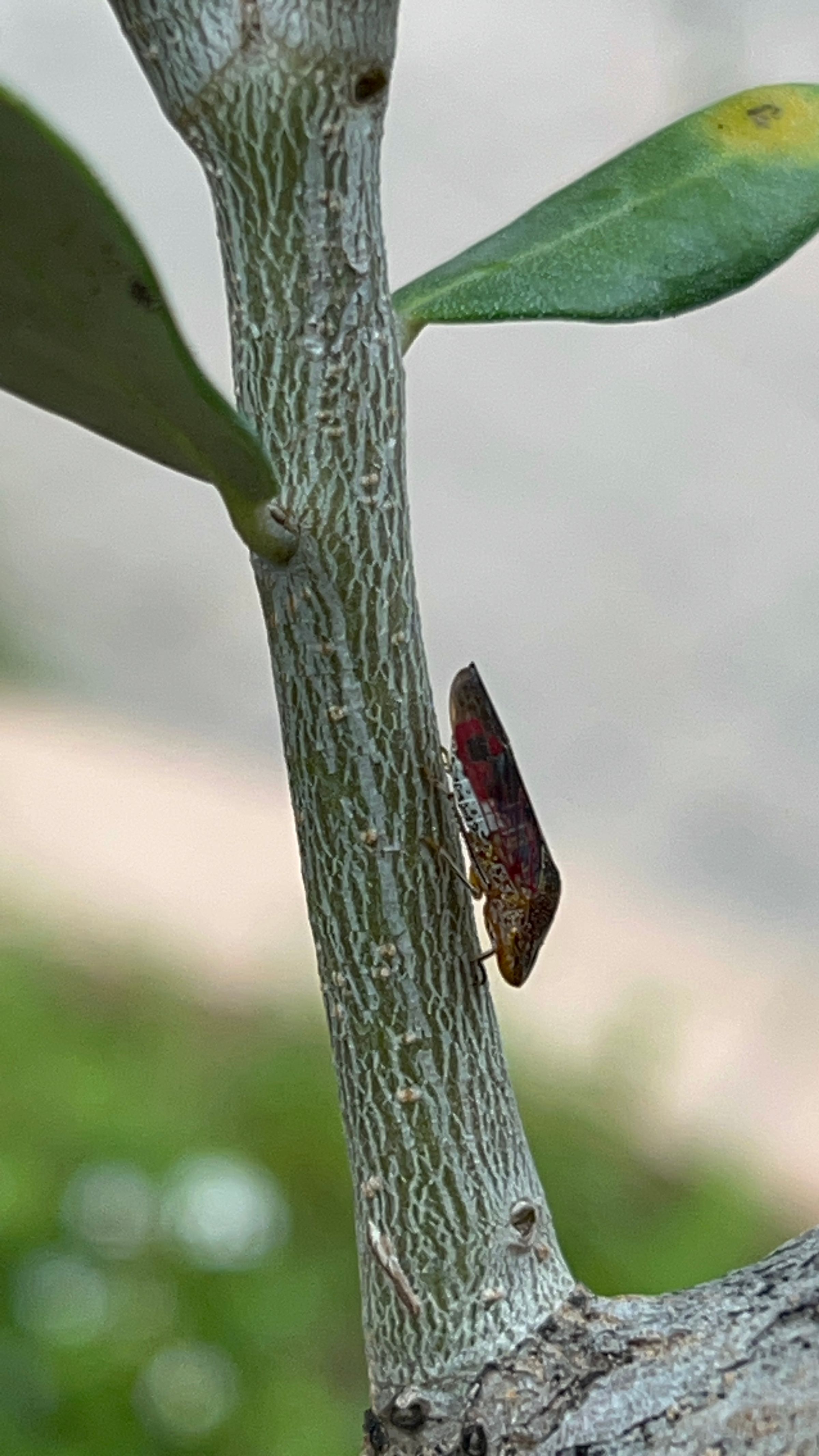 Glassy Winged Sharpshooter 