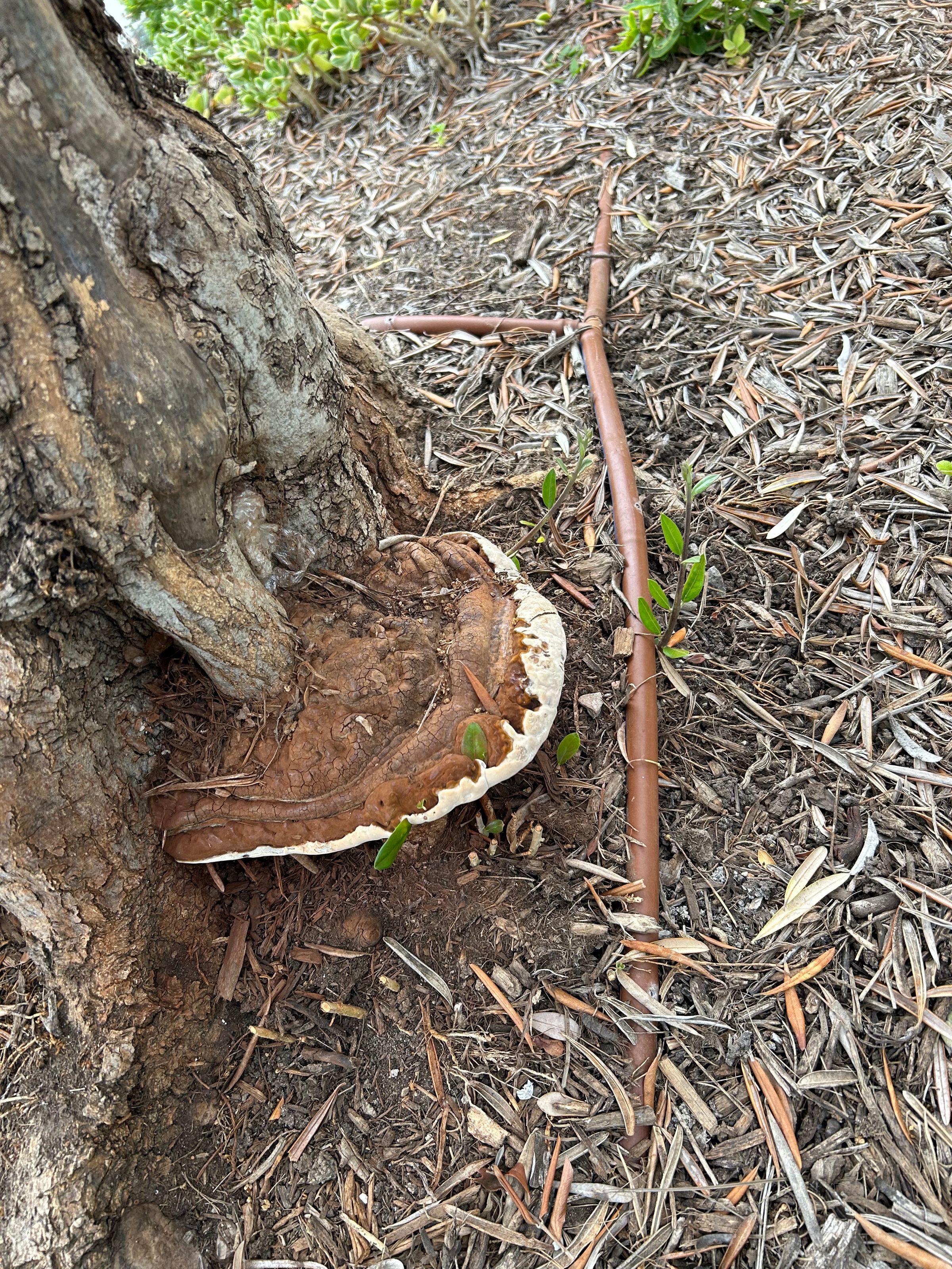Ganoderma