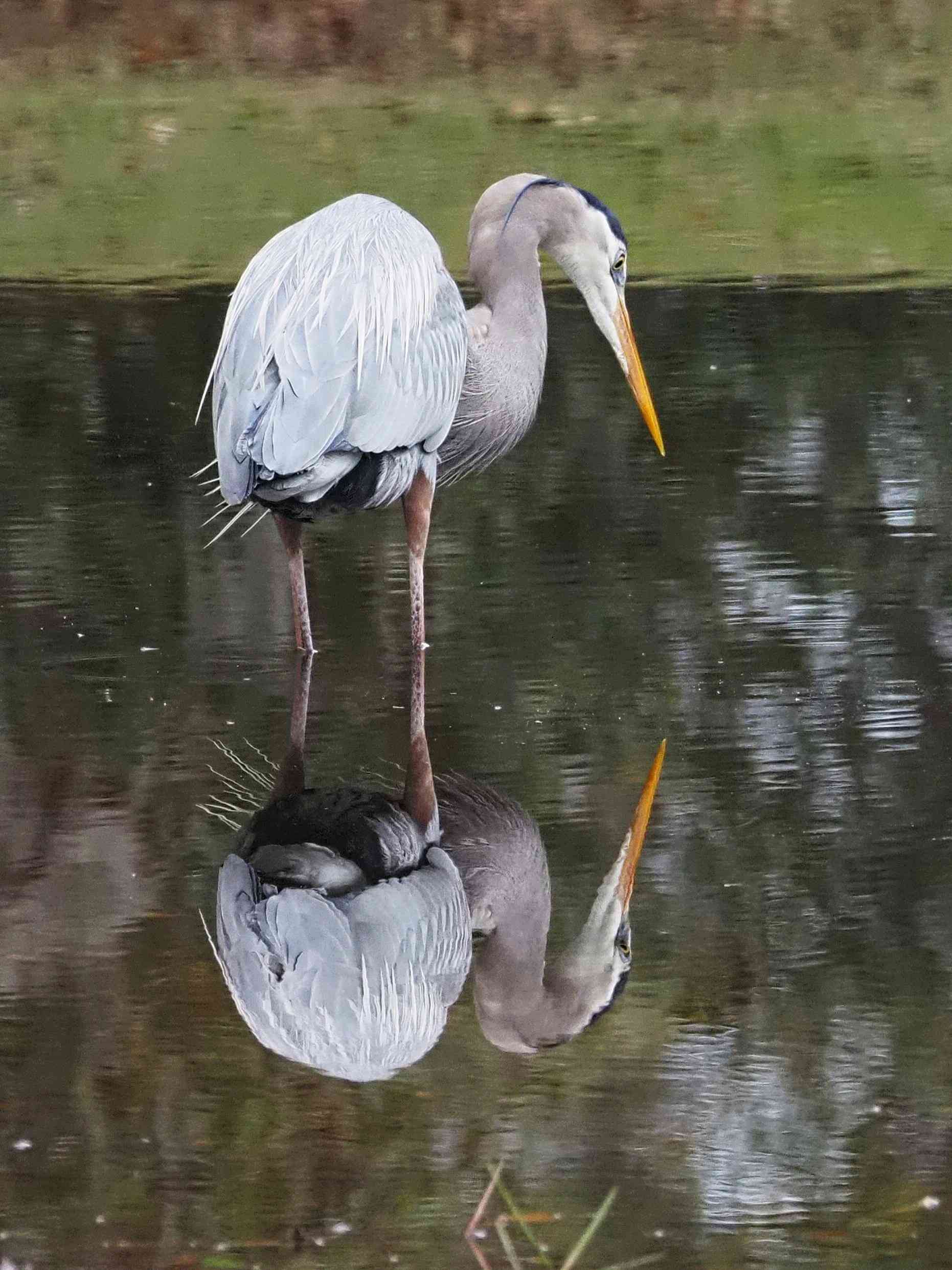 Bosley Images's image