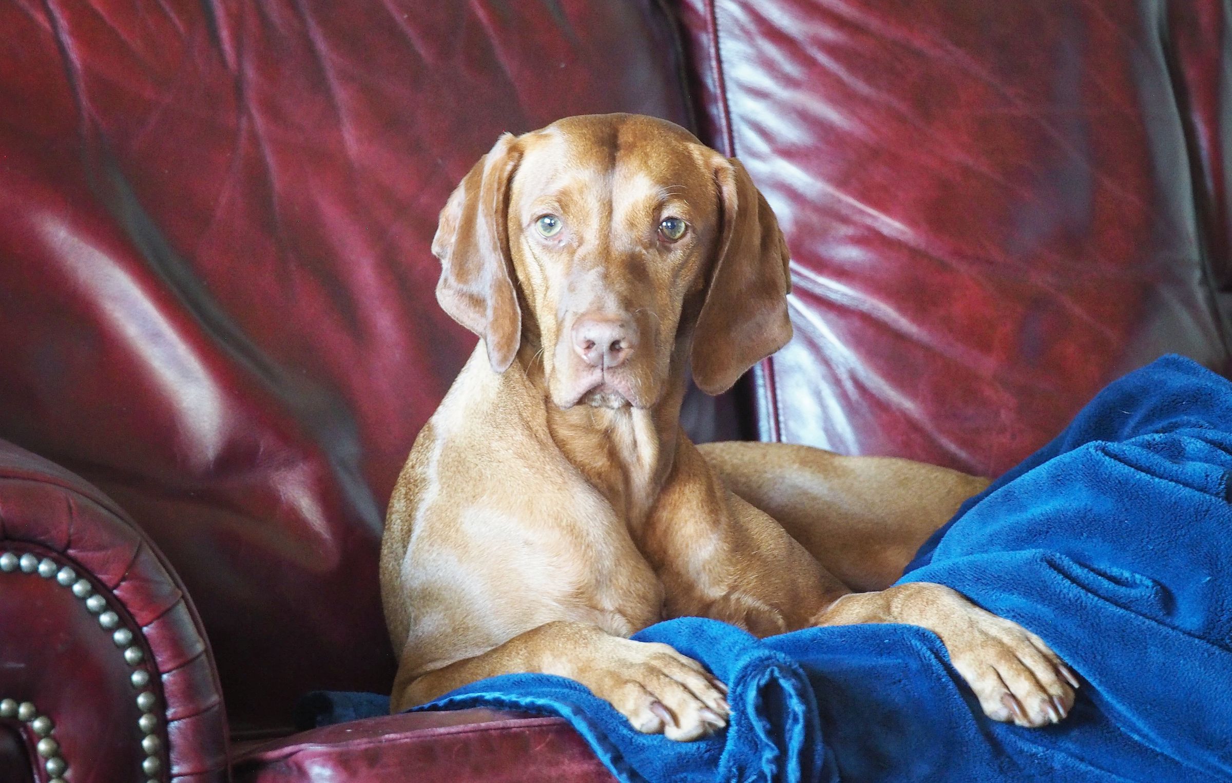 Bosley Images's image